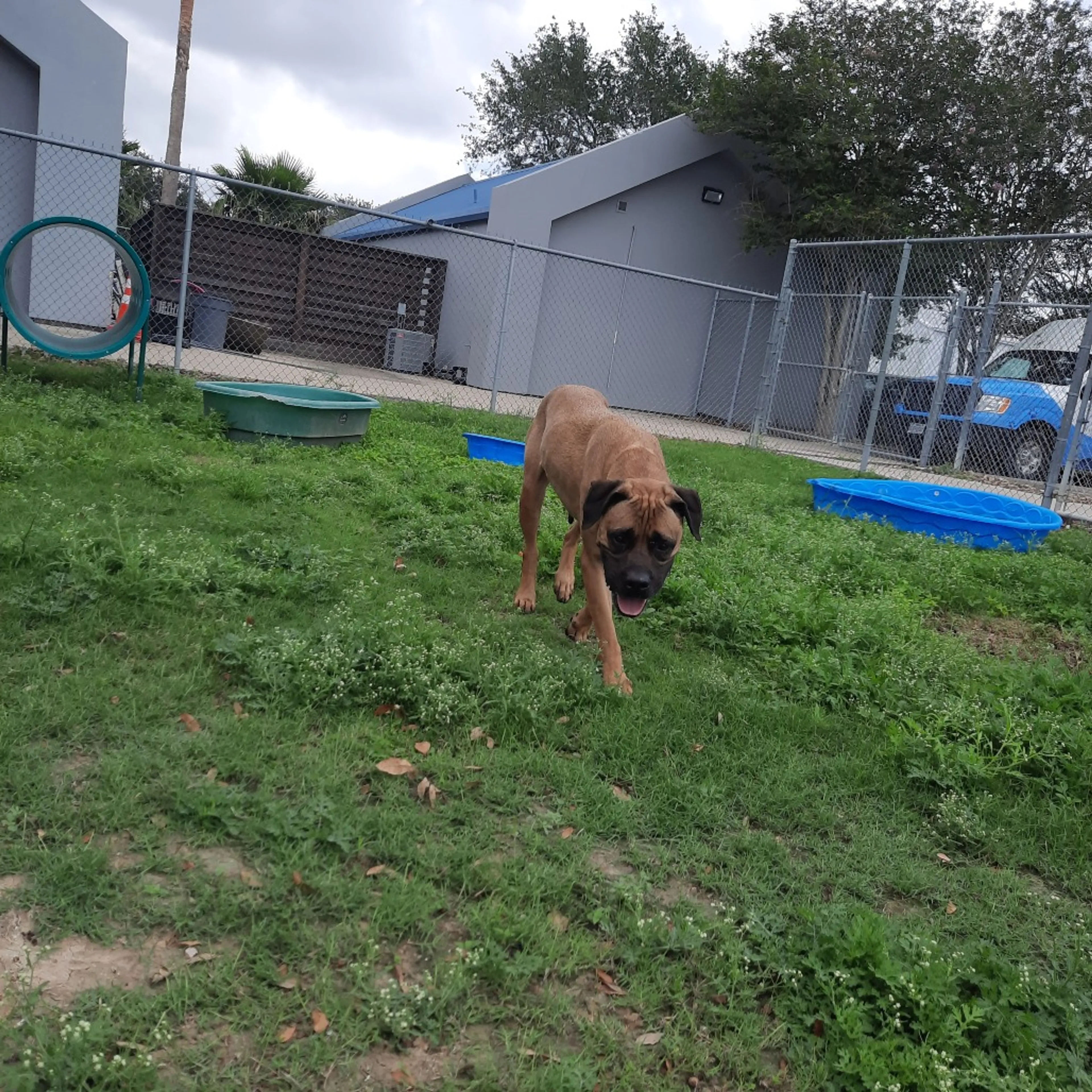 Found pet-4