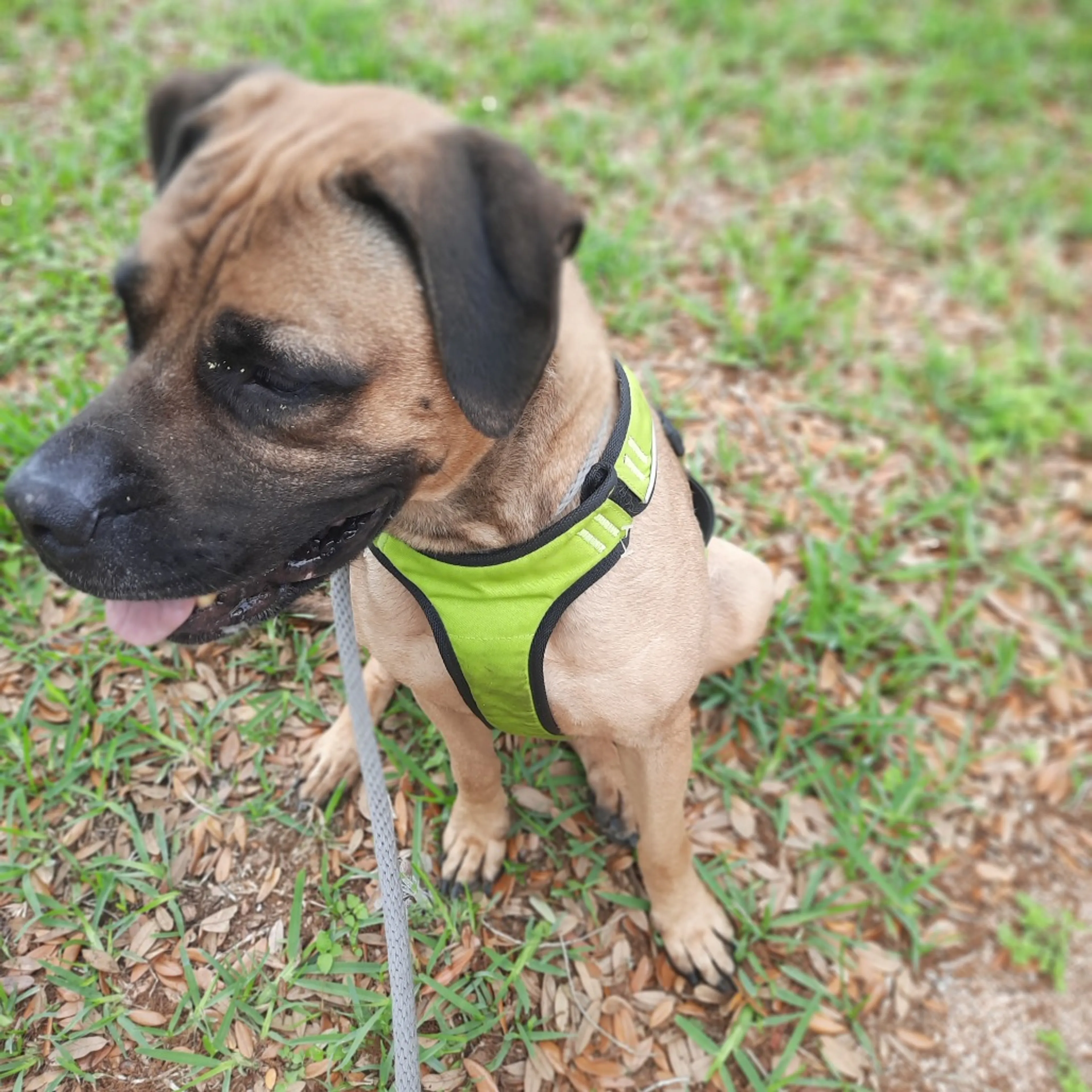 Found pet-16