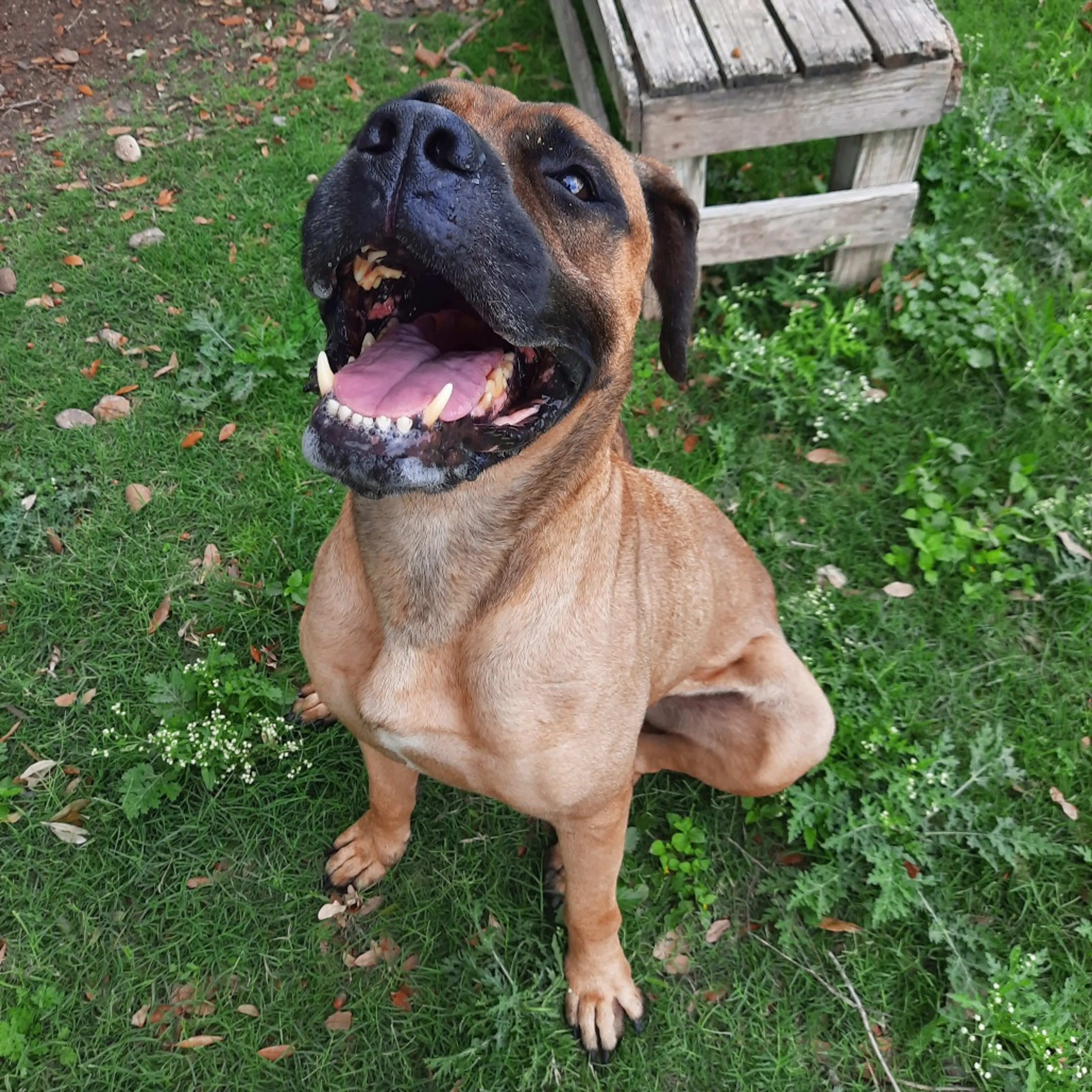 Found pet-1
