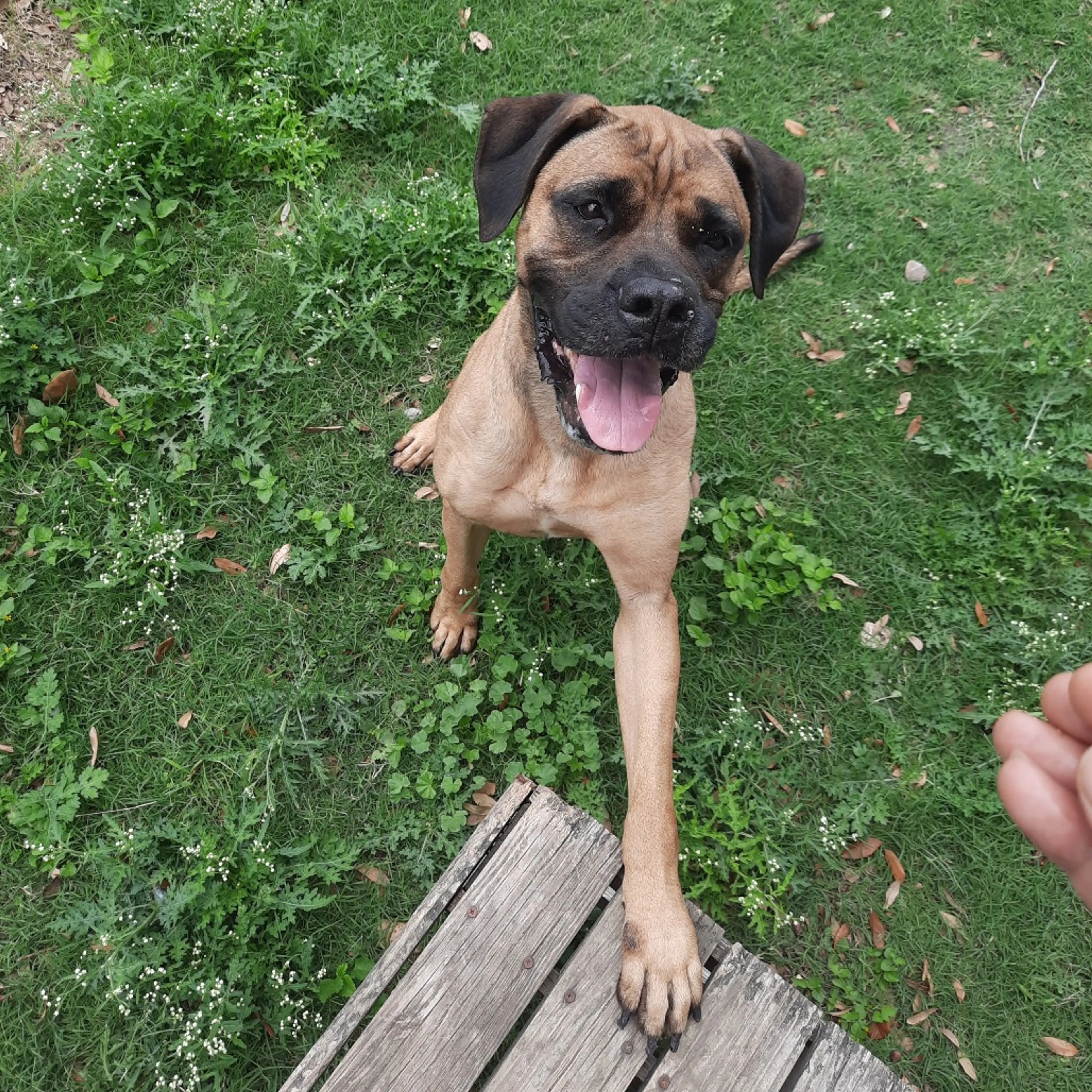 Found pet-9