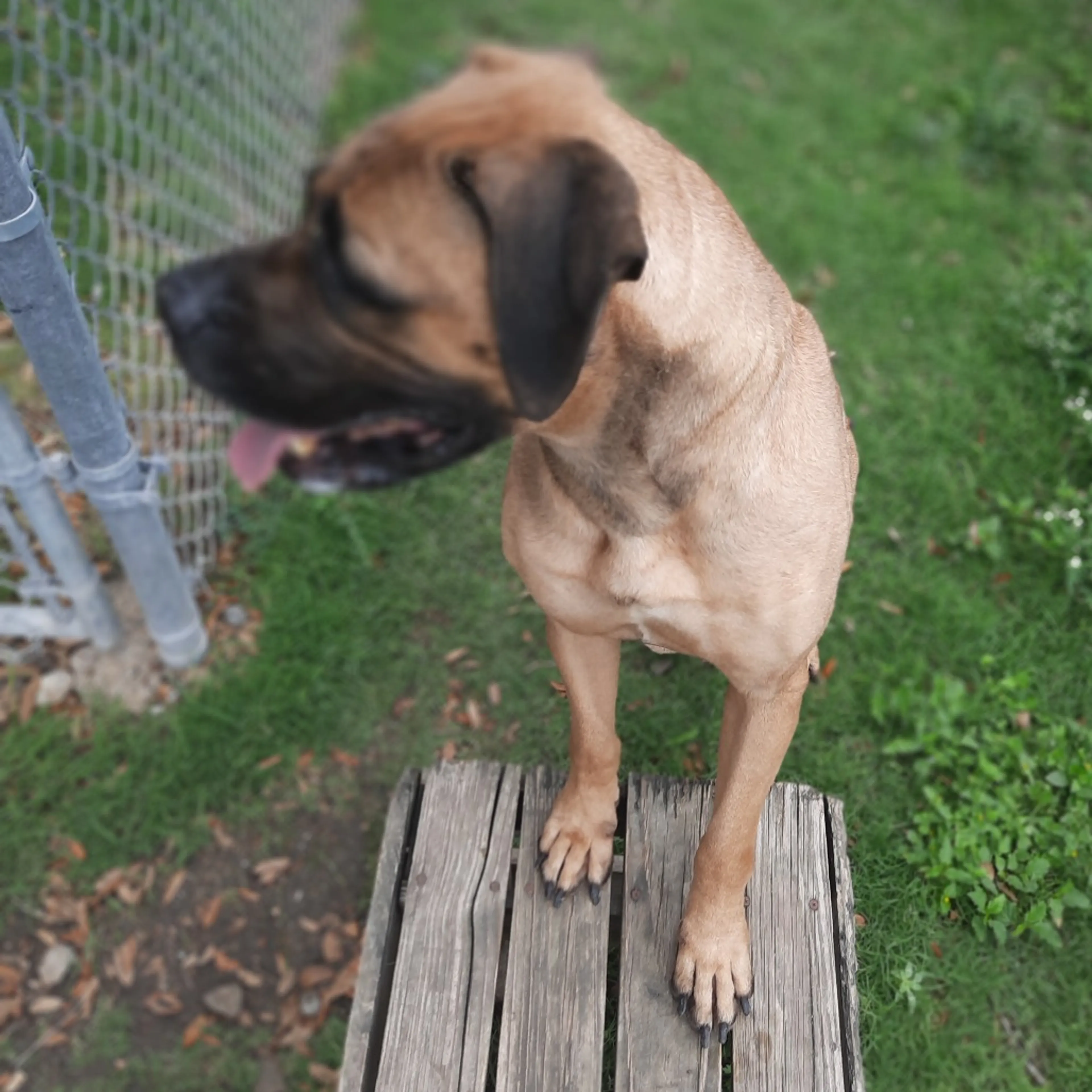 Found pet-5