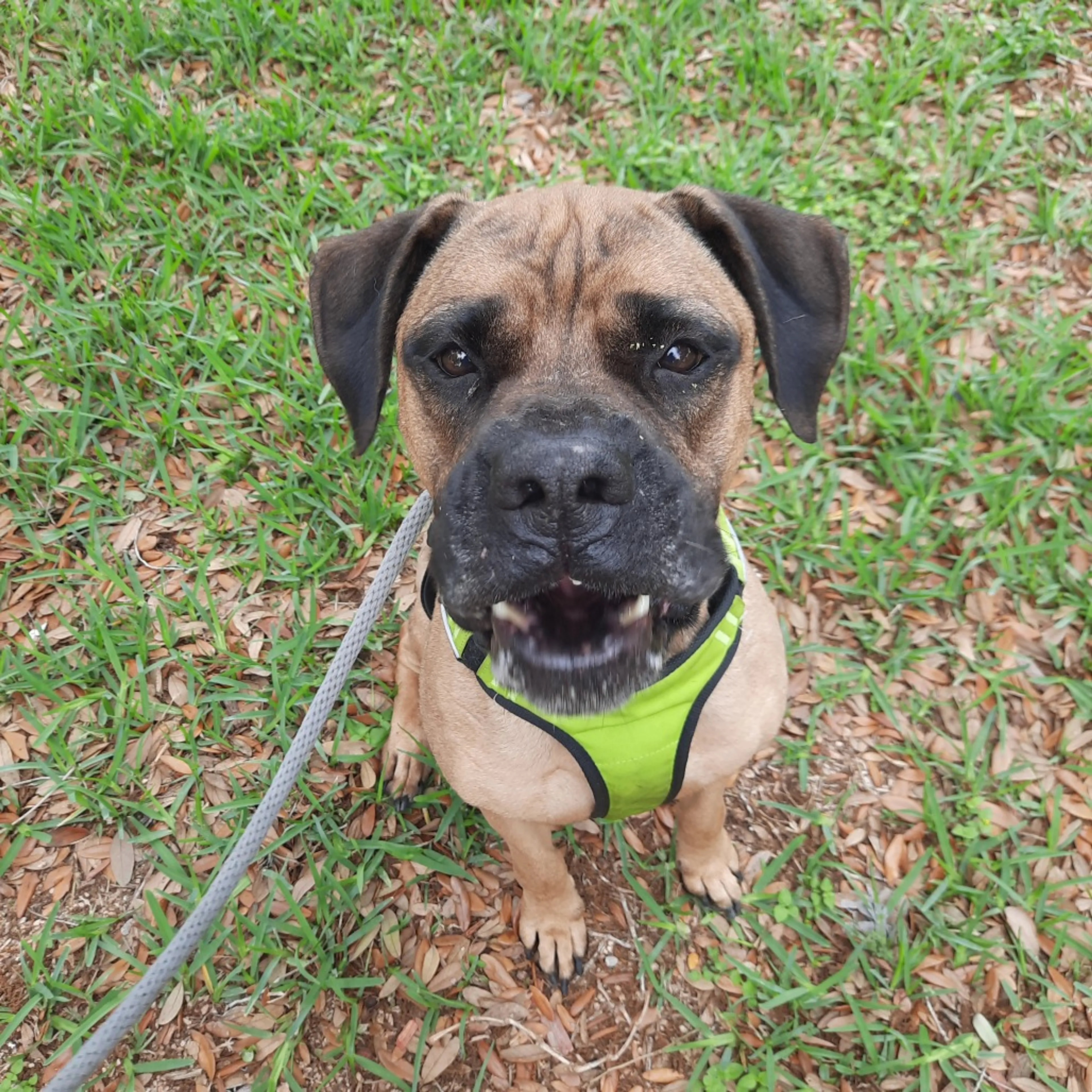 Found pet-19