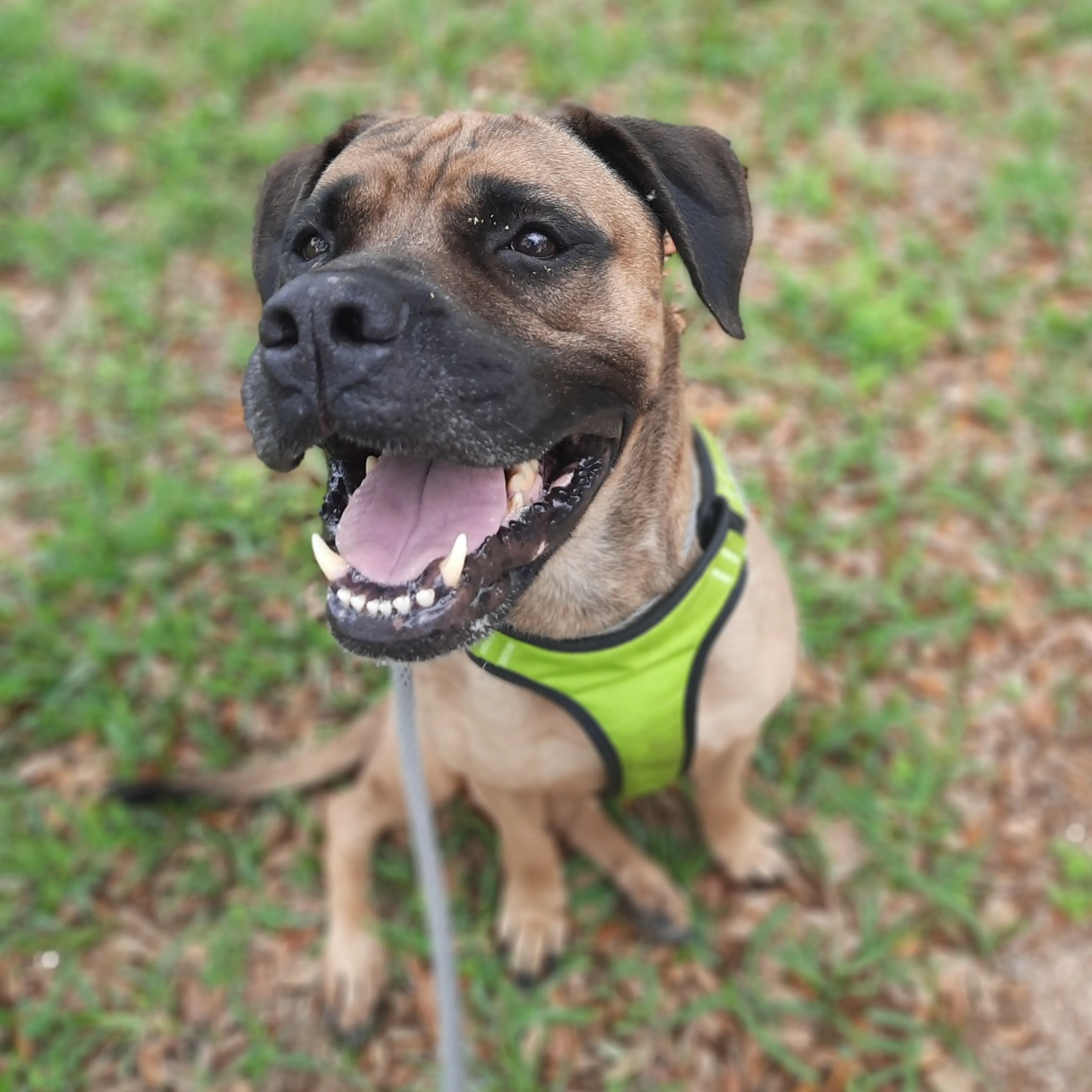 Found pet-14