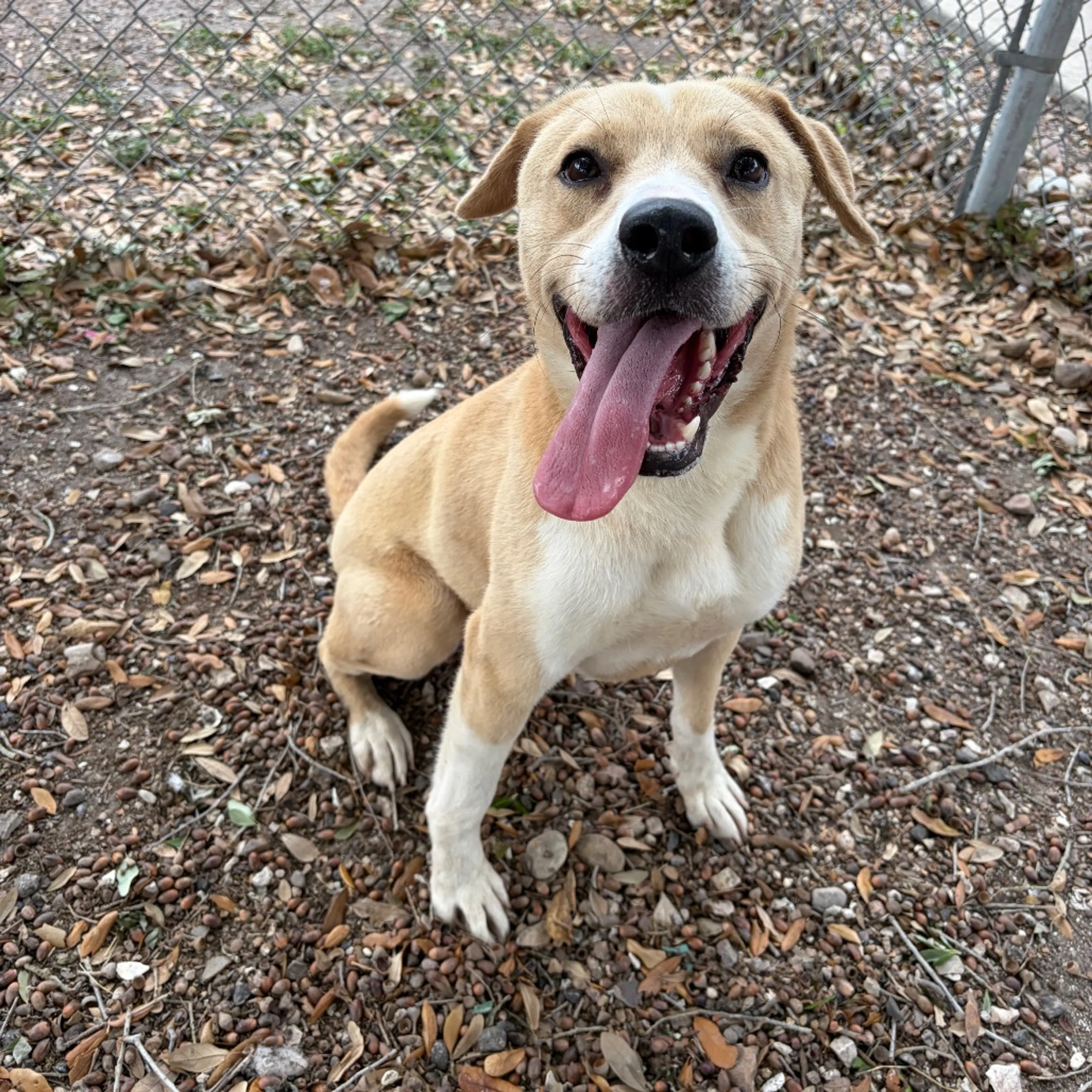 Found pet-6