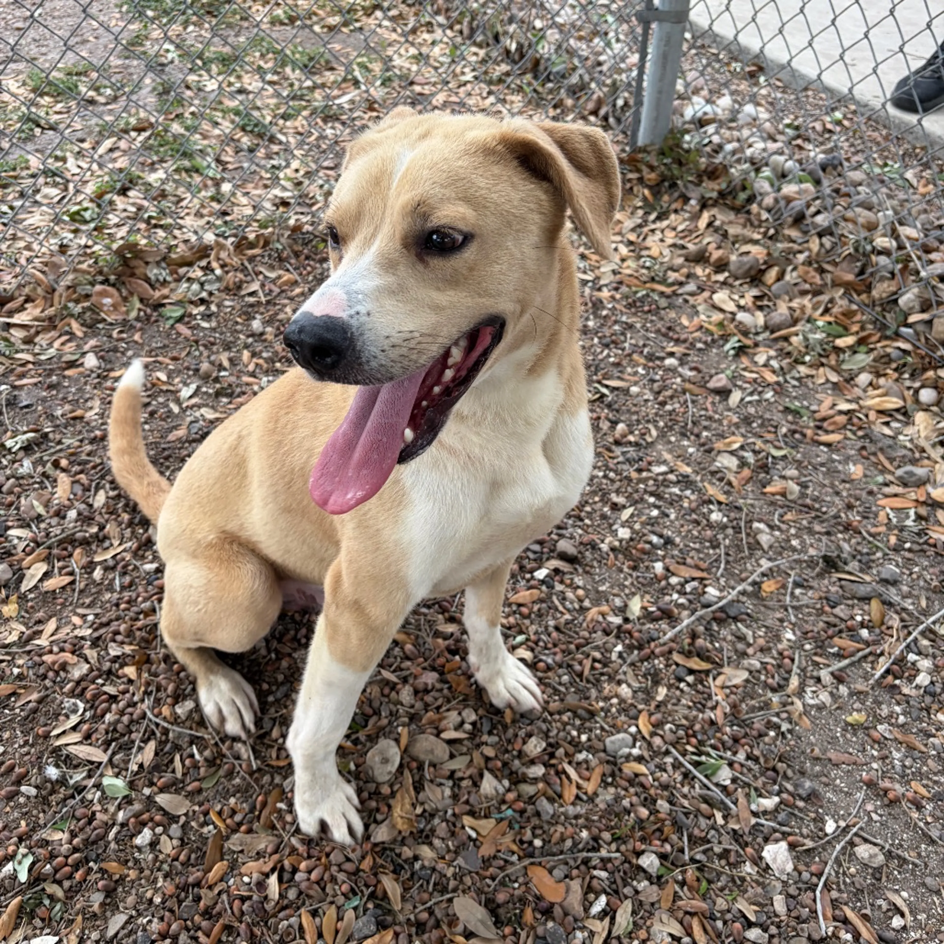 Found pet-4