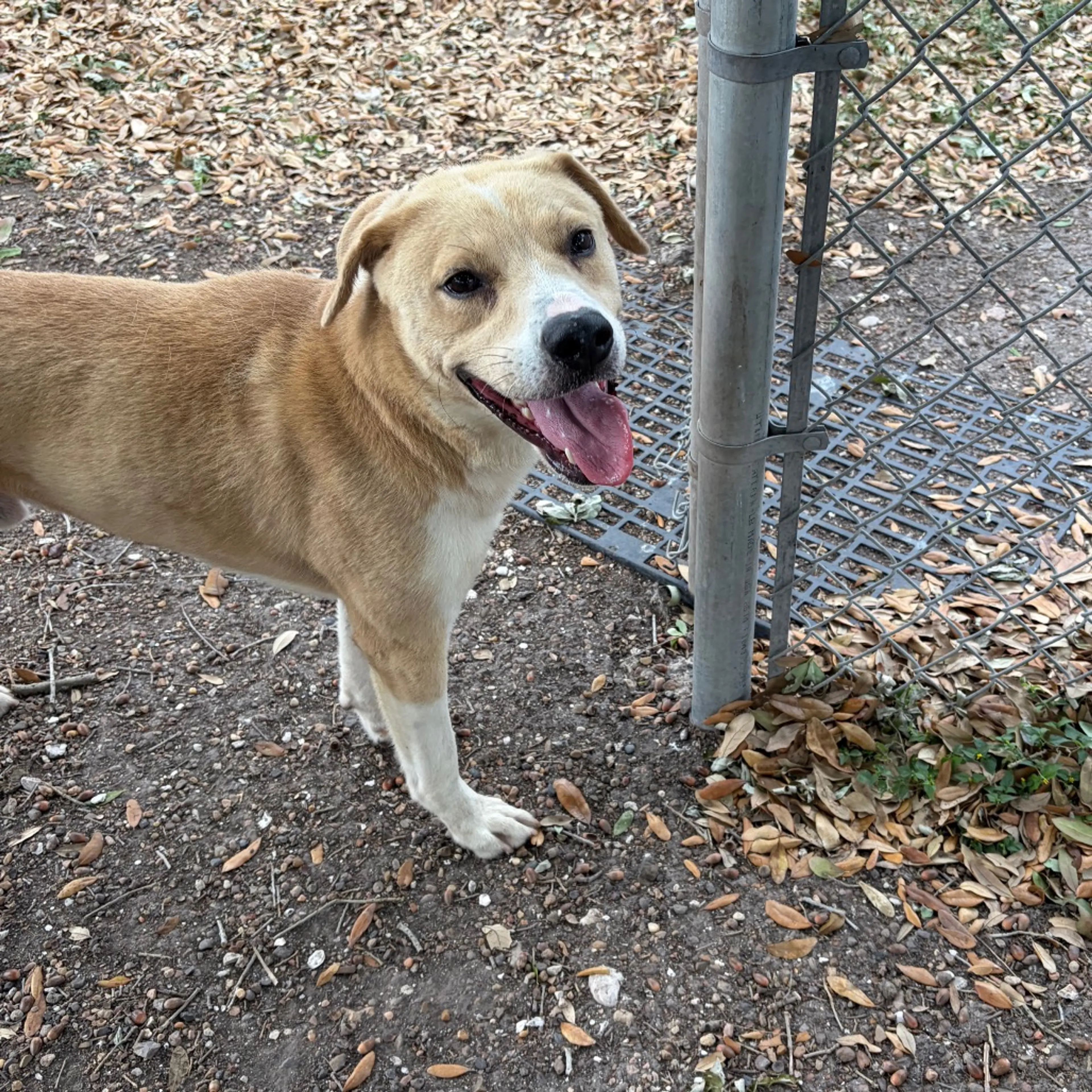 Found pet-10