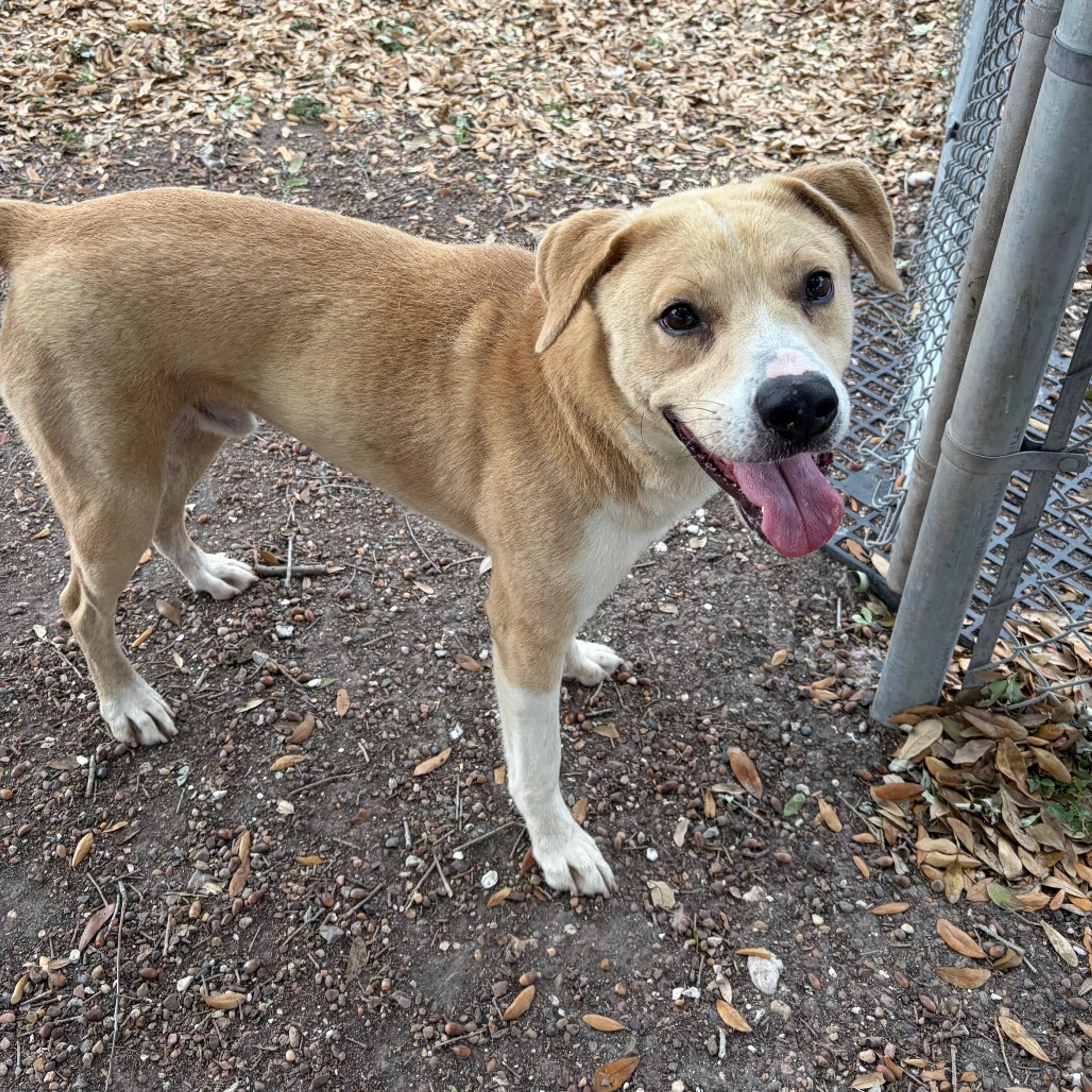 Found pet-7