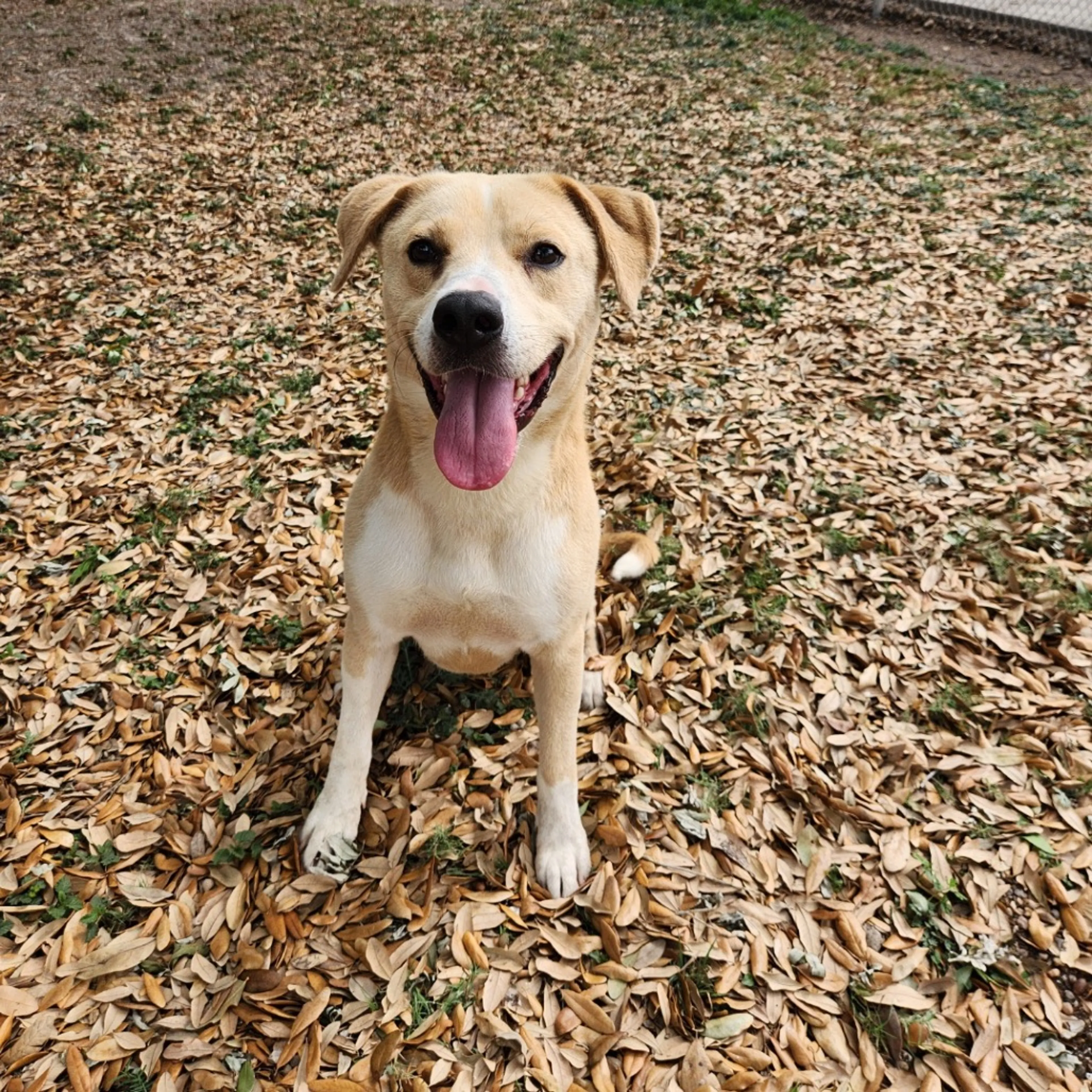 Found pet-0