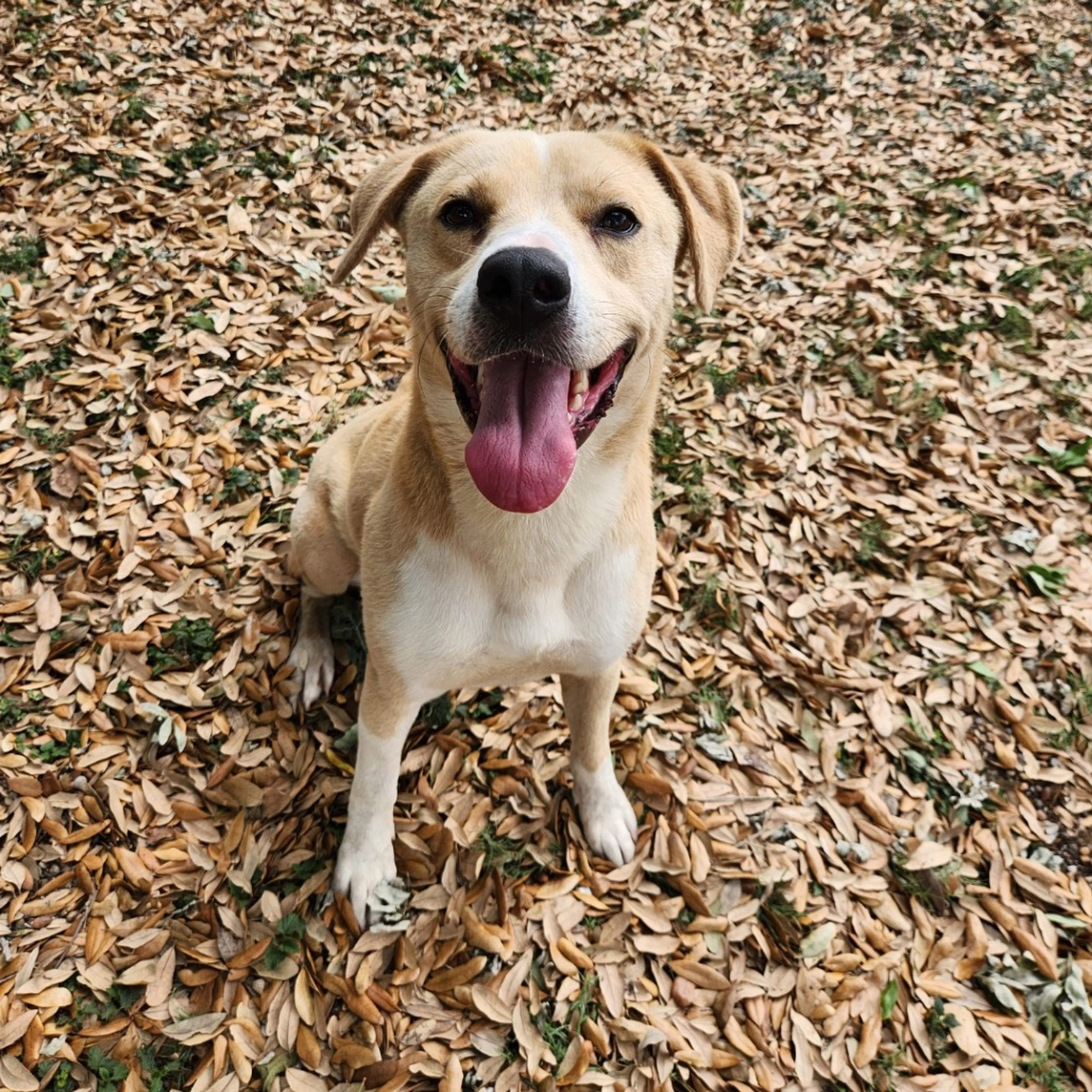 Found pet-2