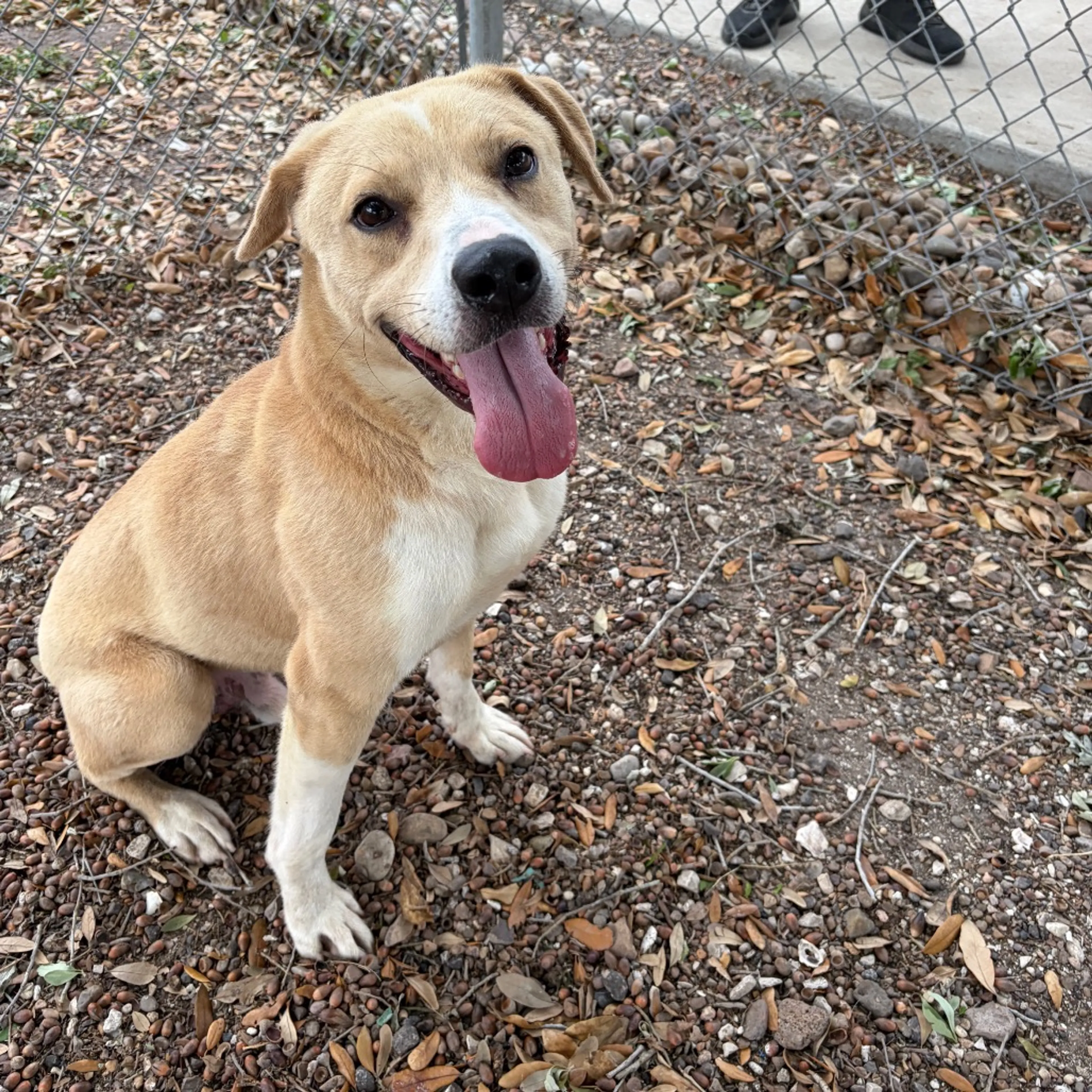 Found pet-8