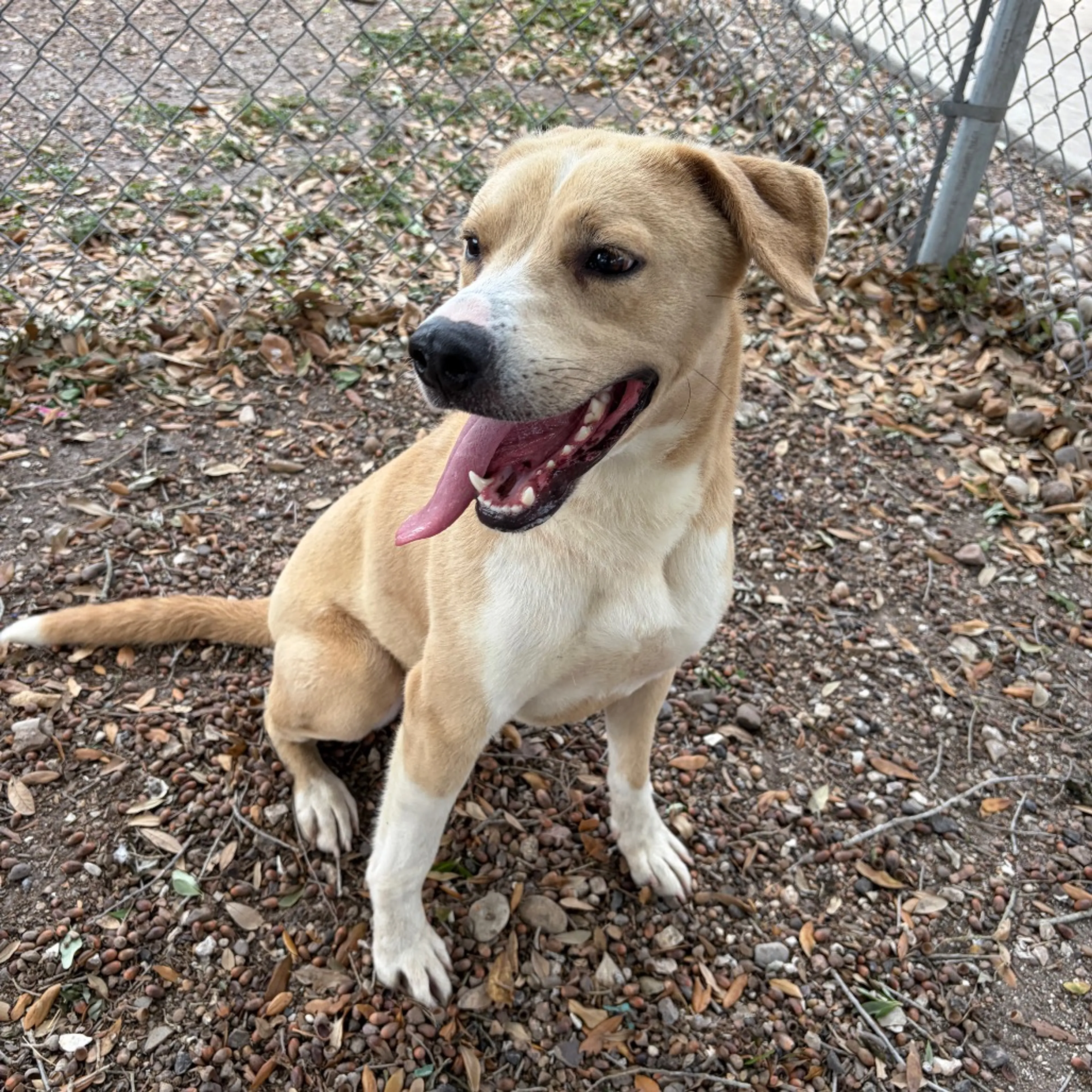 Found pet-5