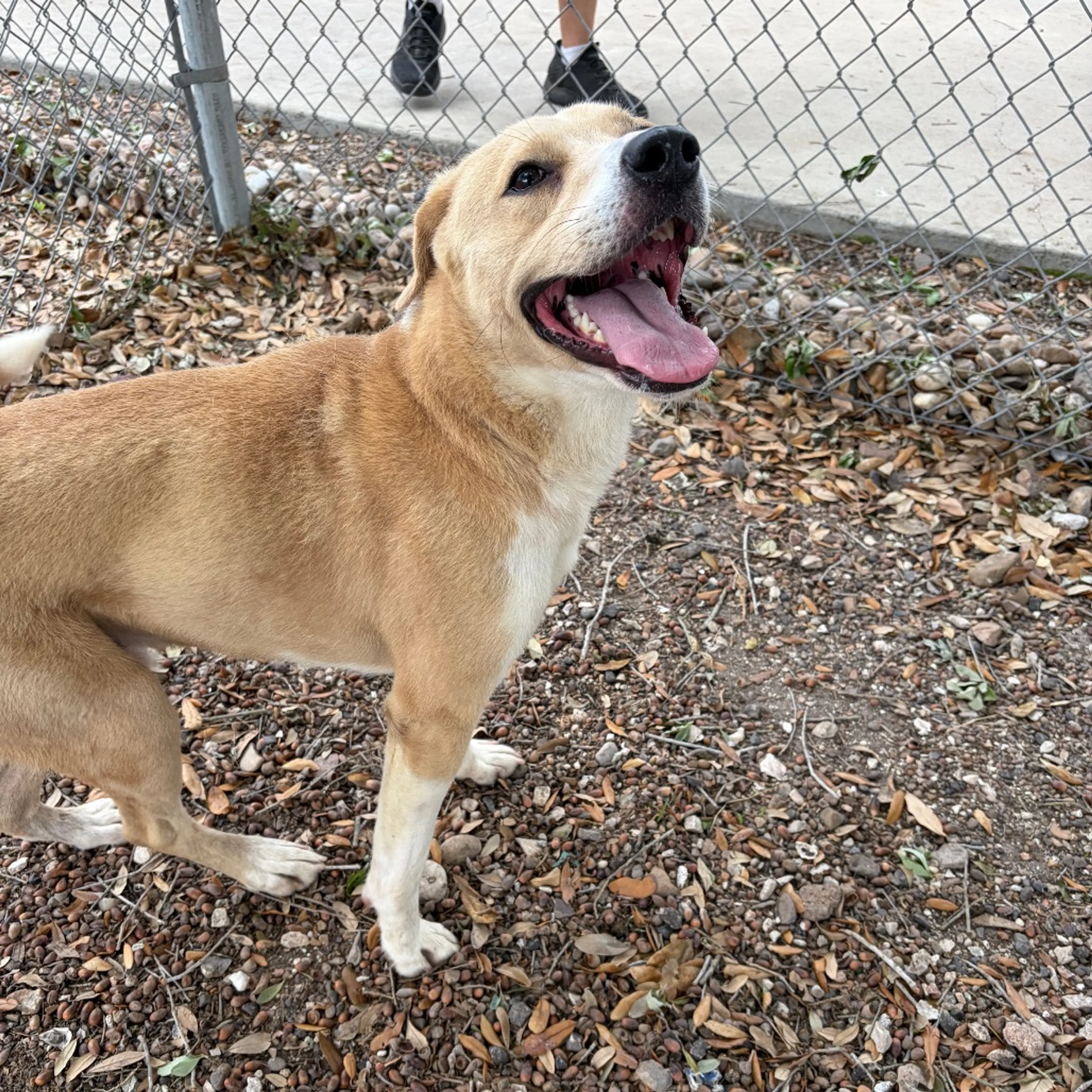 Found pet-9