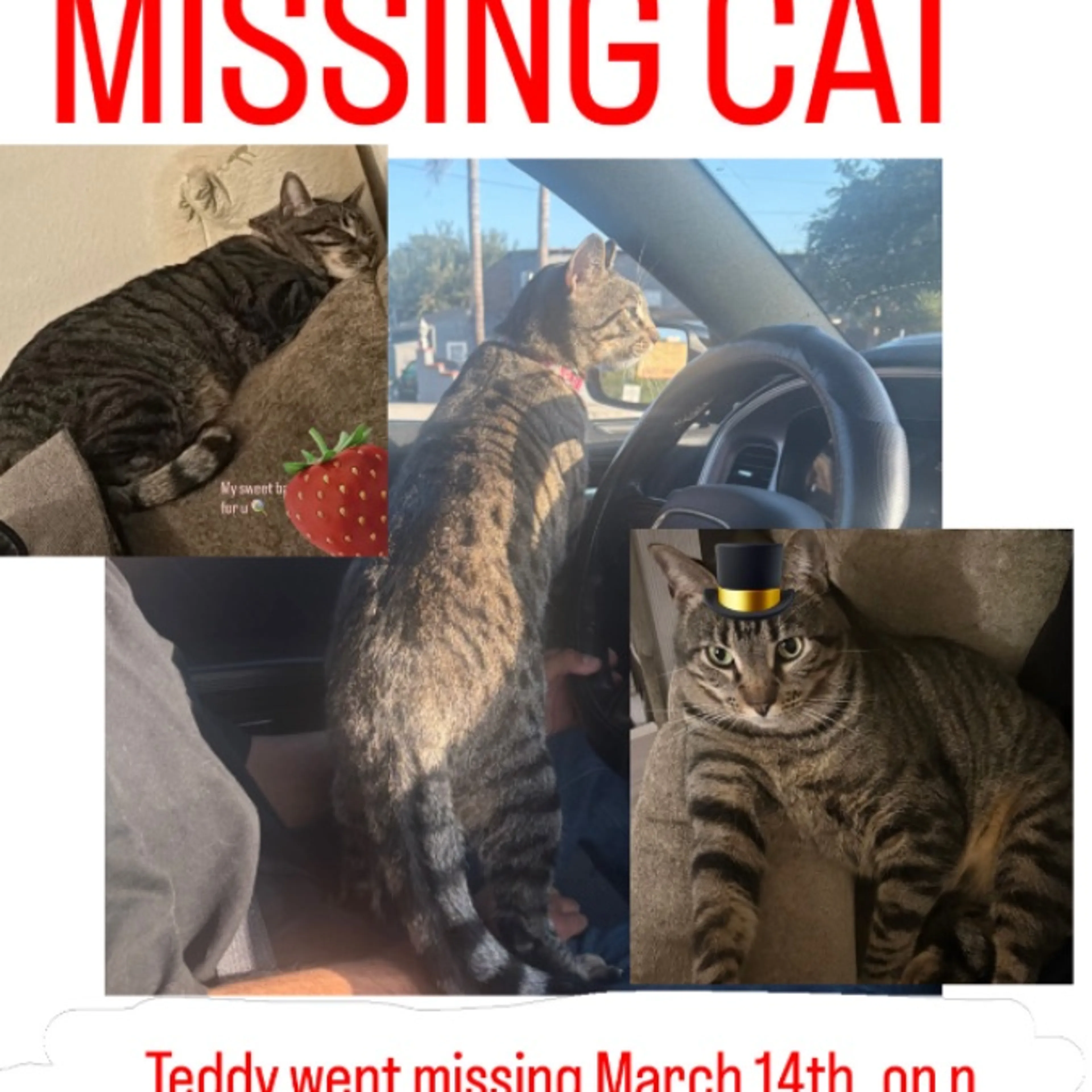 Lost pet