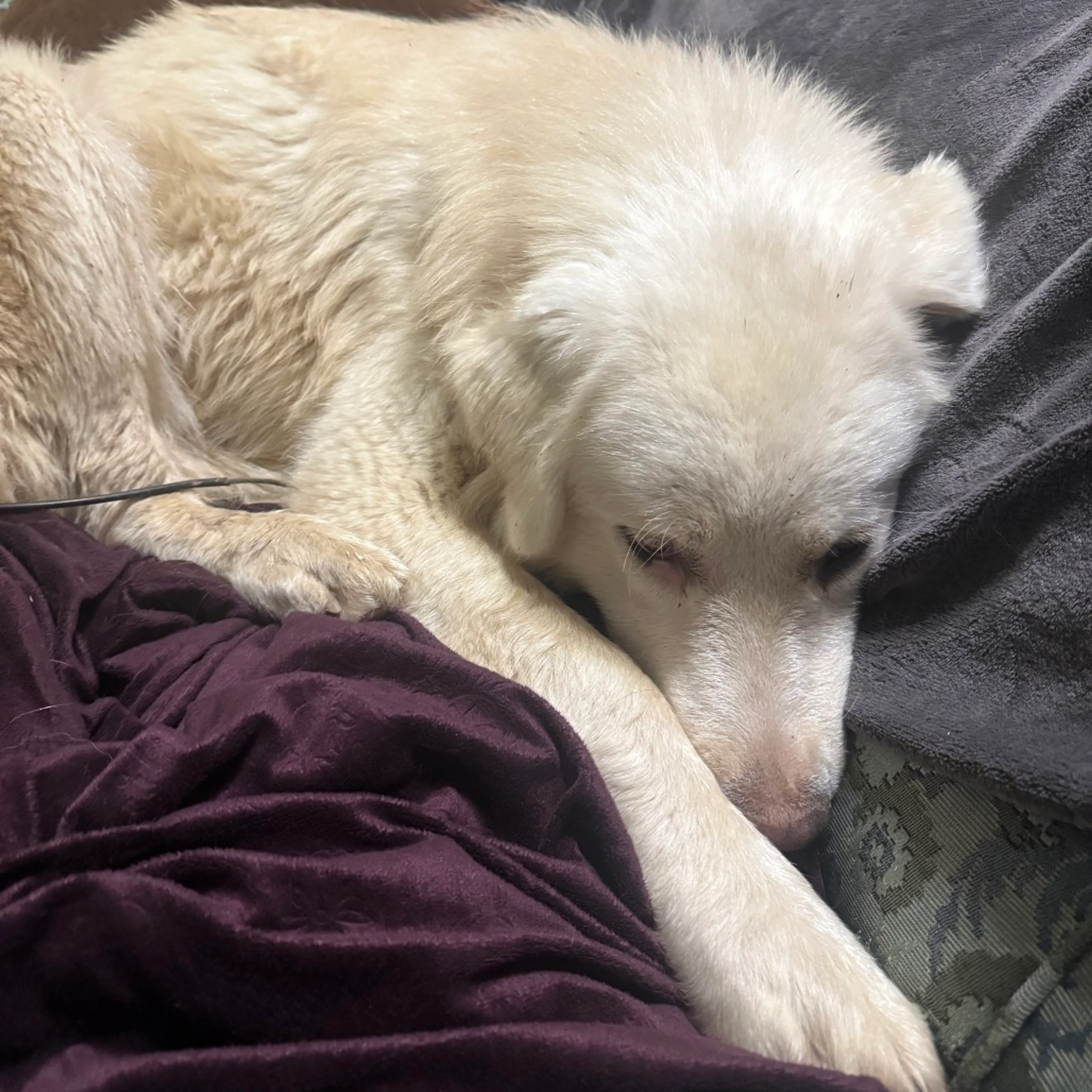 Found pet-6