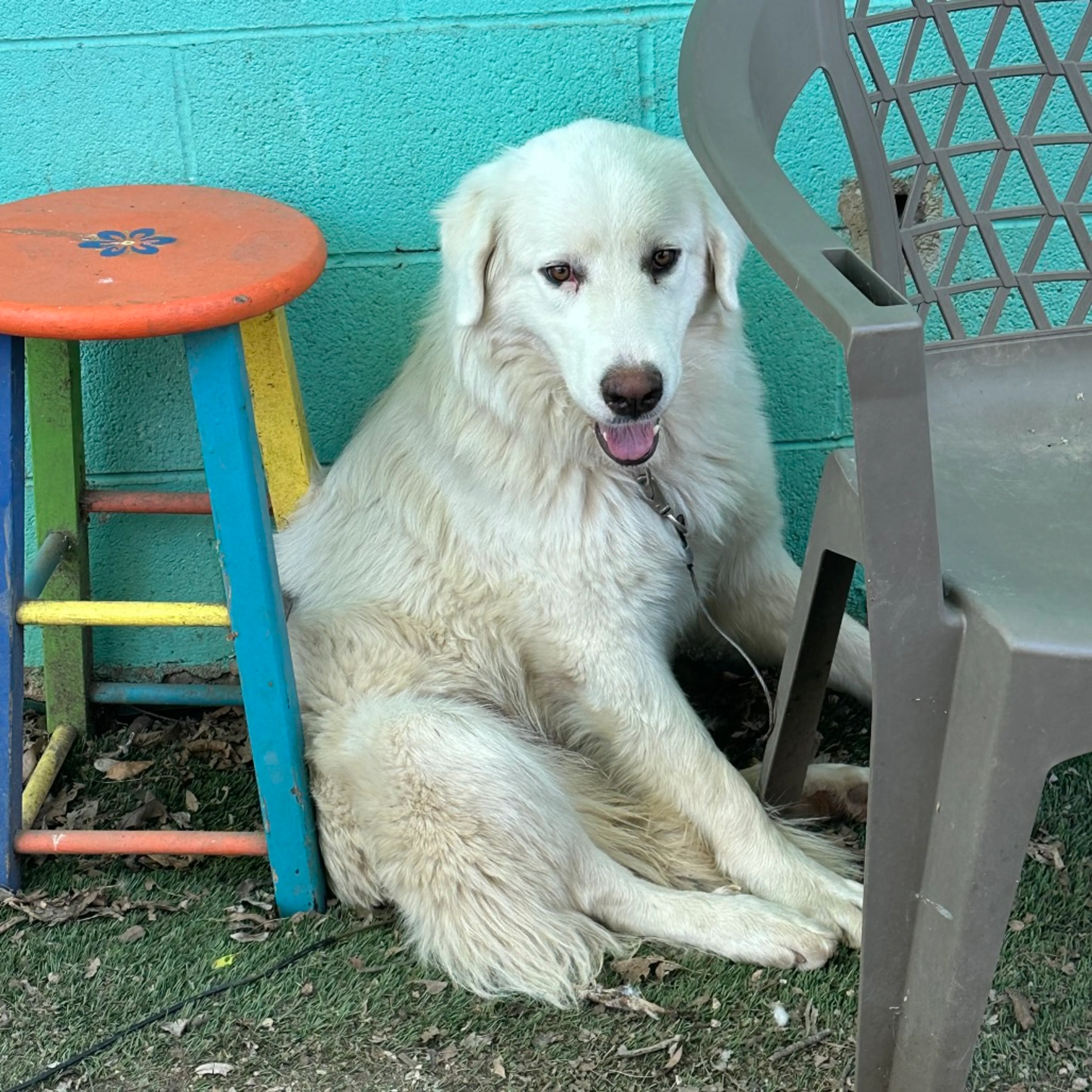 Found pet-5