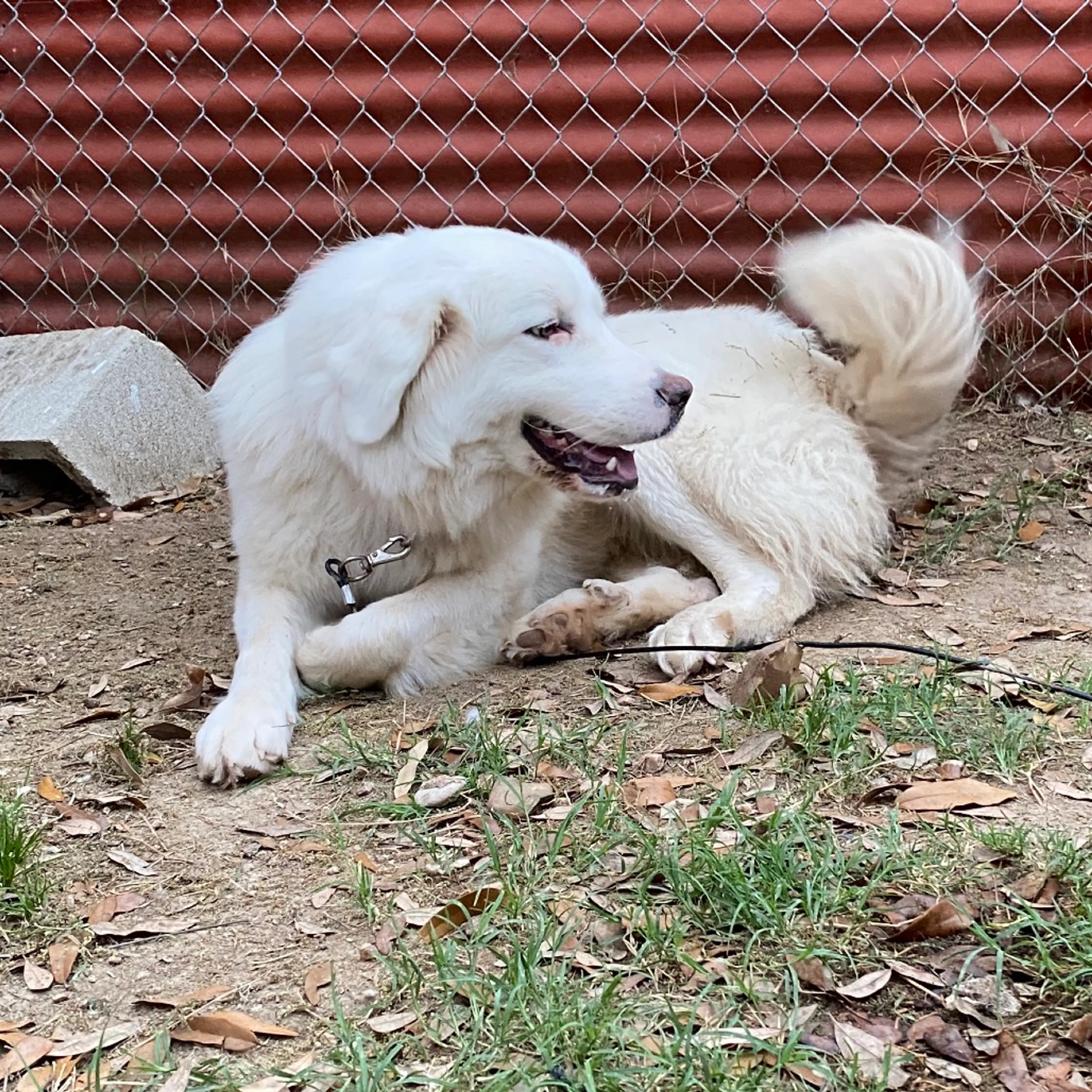 Found pet-1