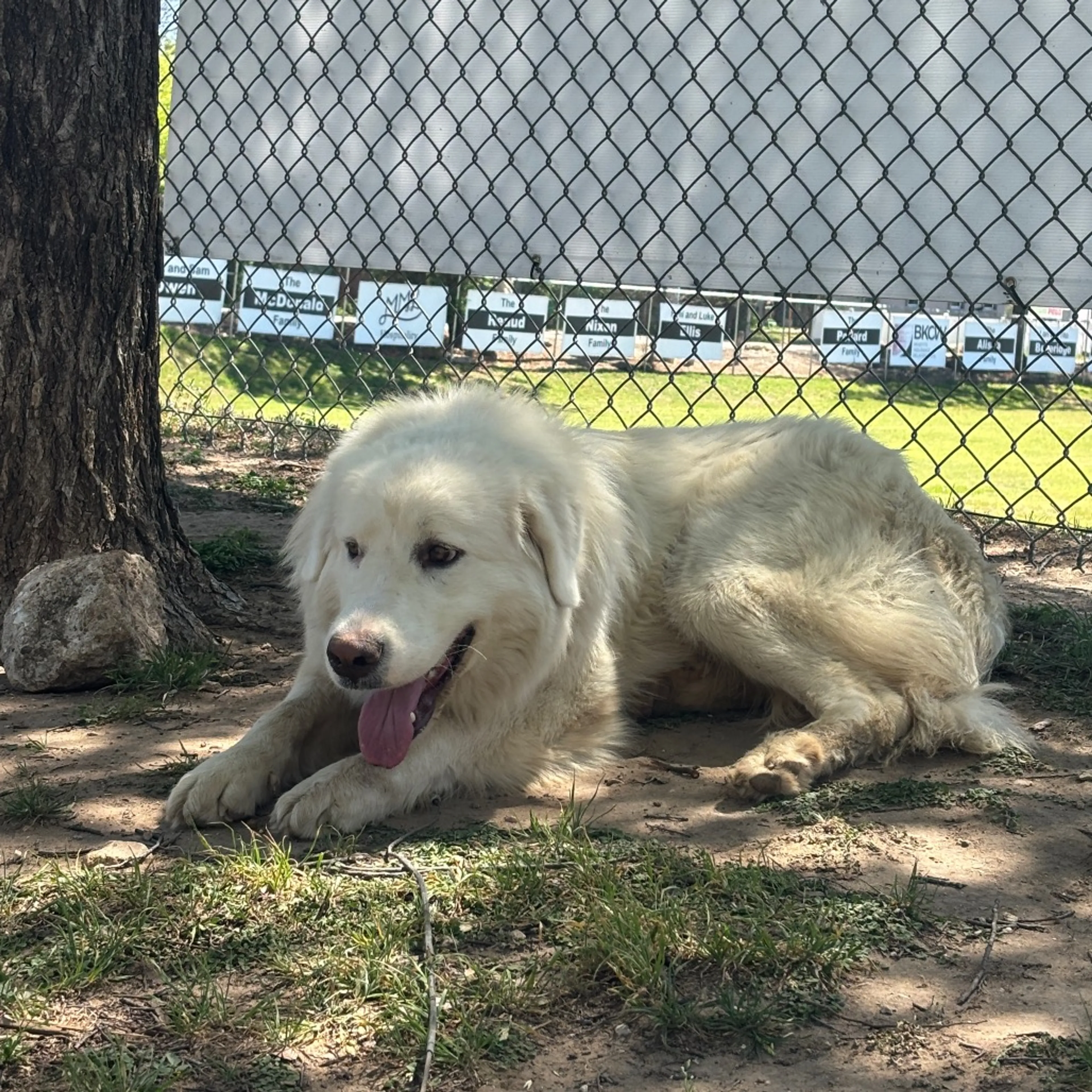 Found pet-3