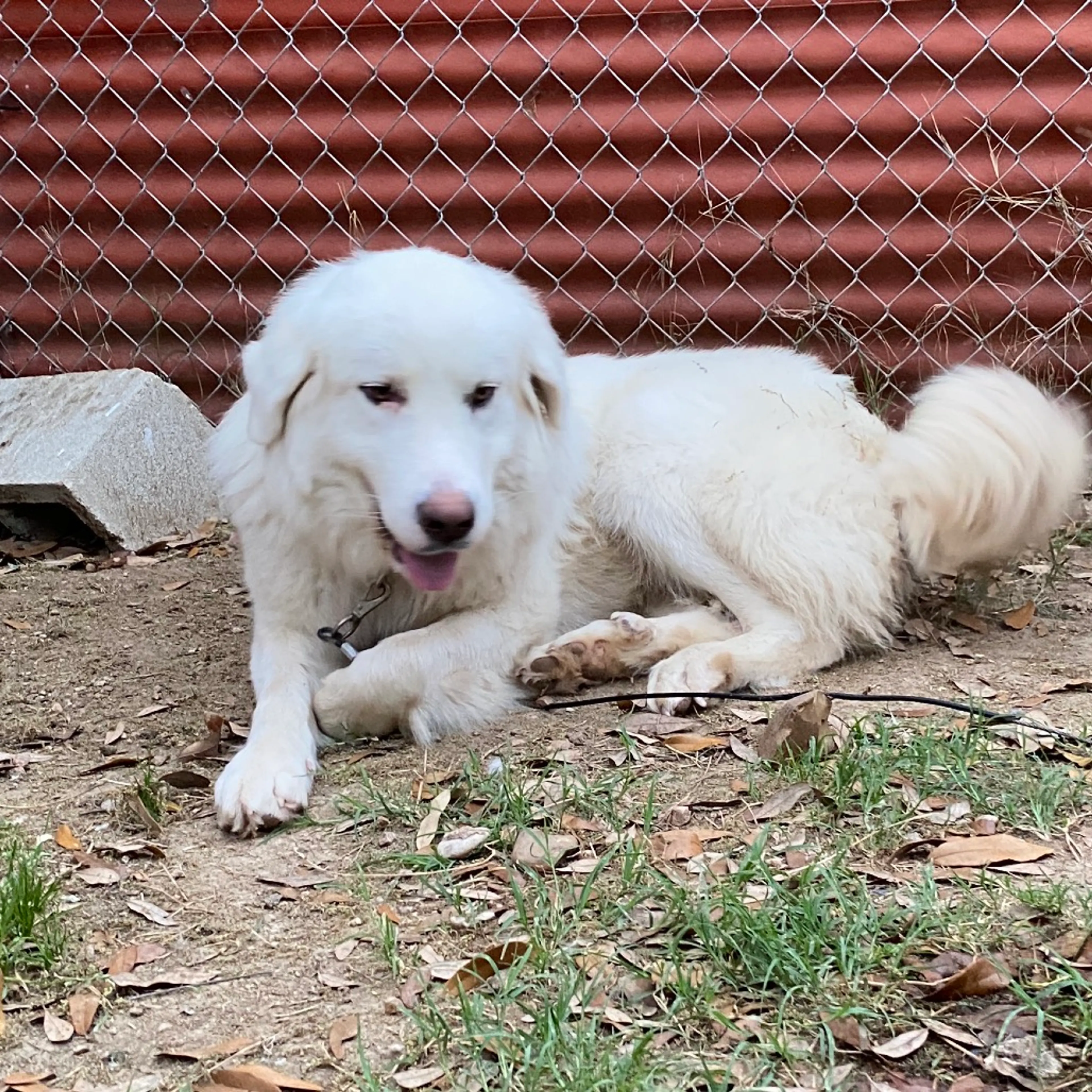 Found pet-2