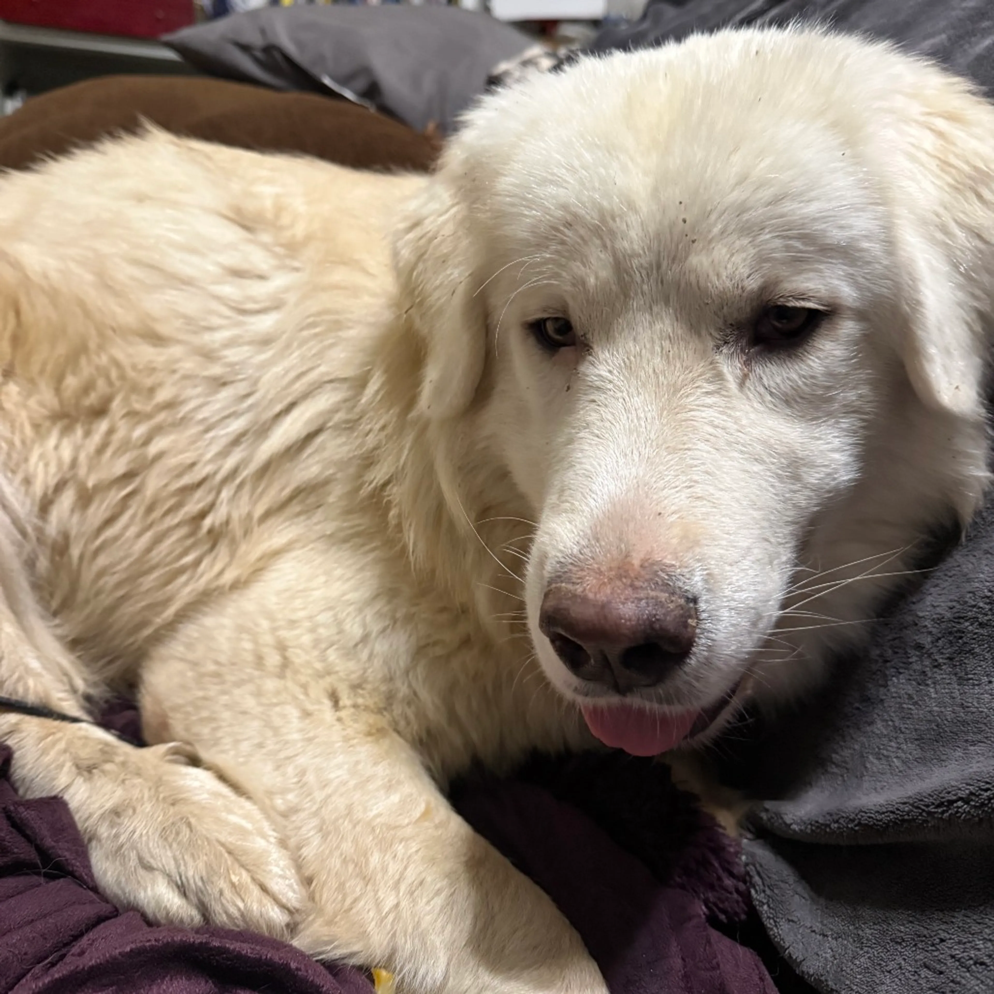 Found pet-7