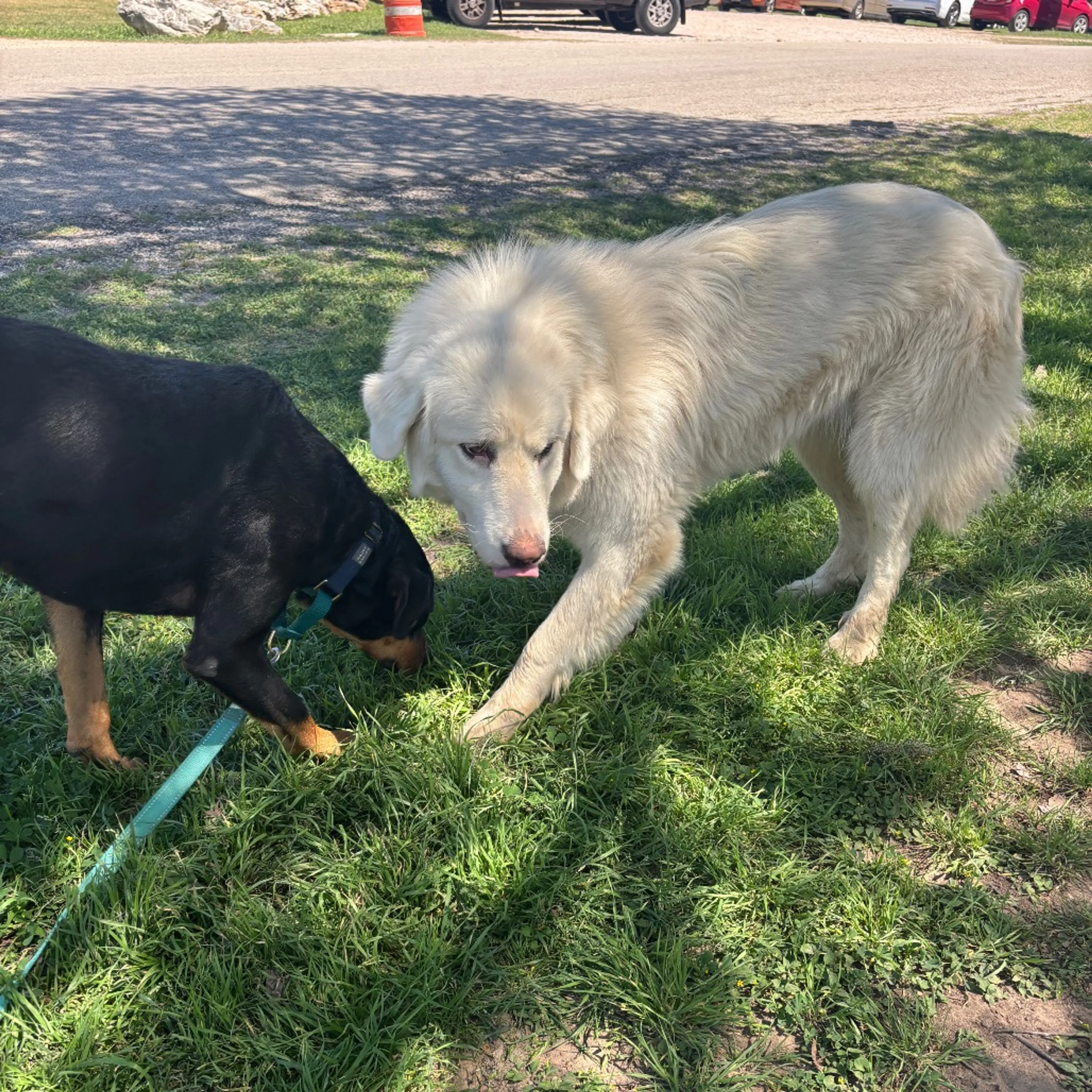 Found pet-4