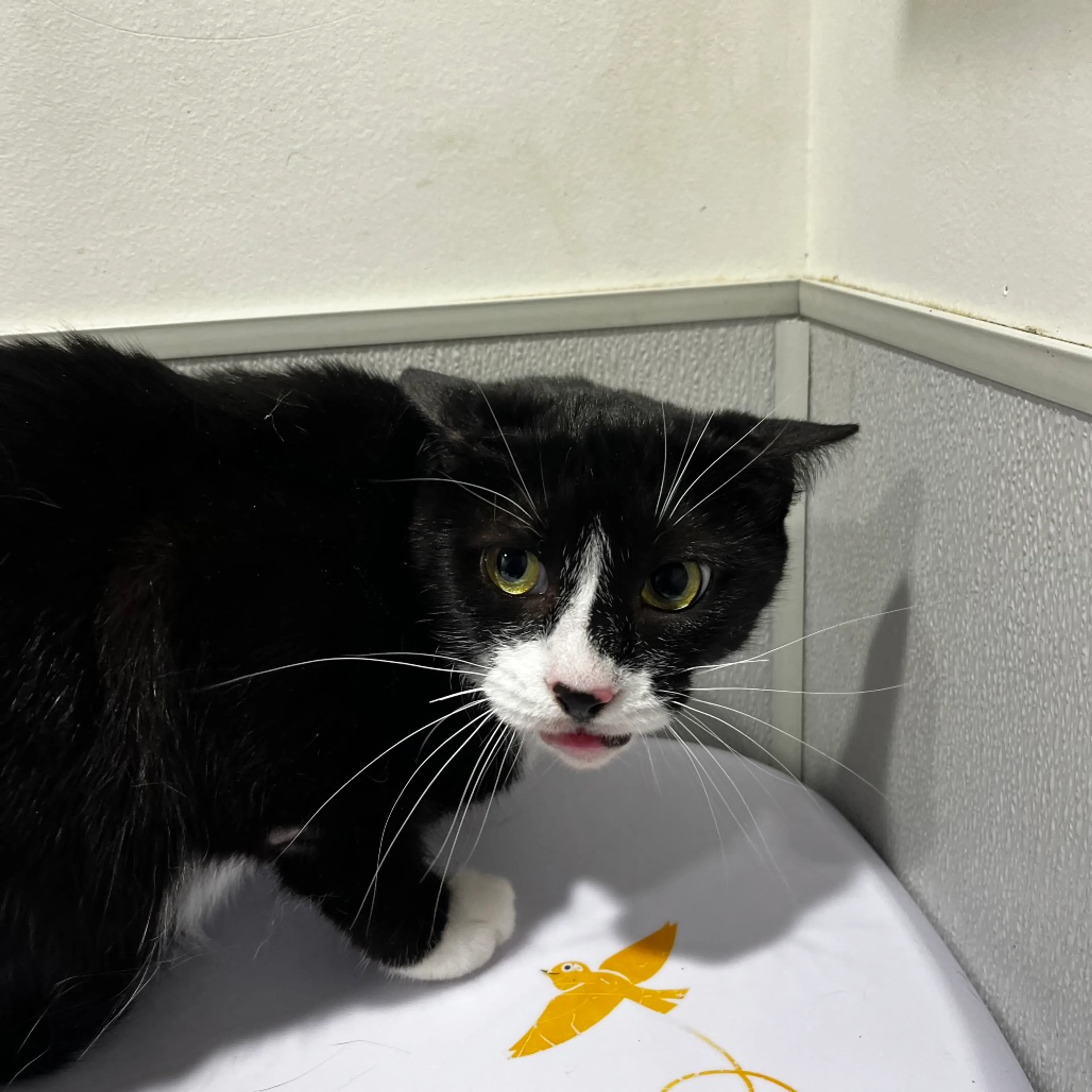 Found pet-1