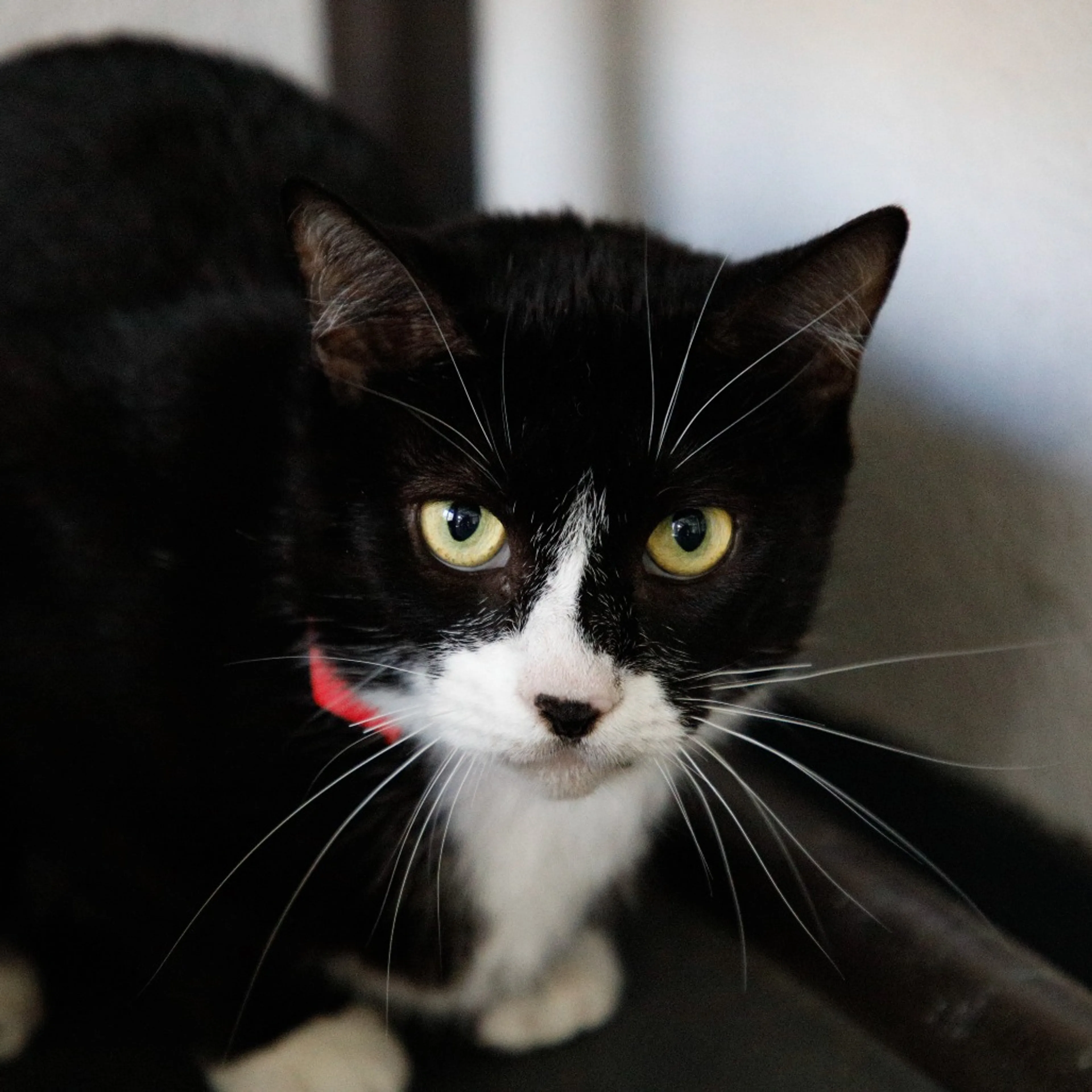Found pet-3