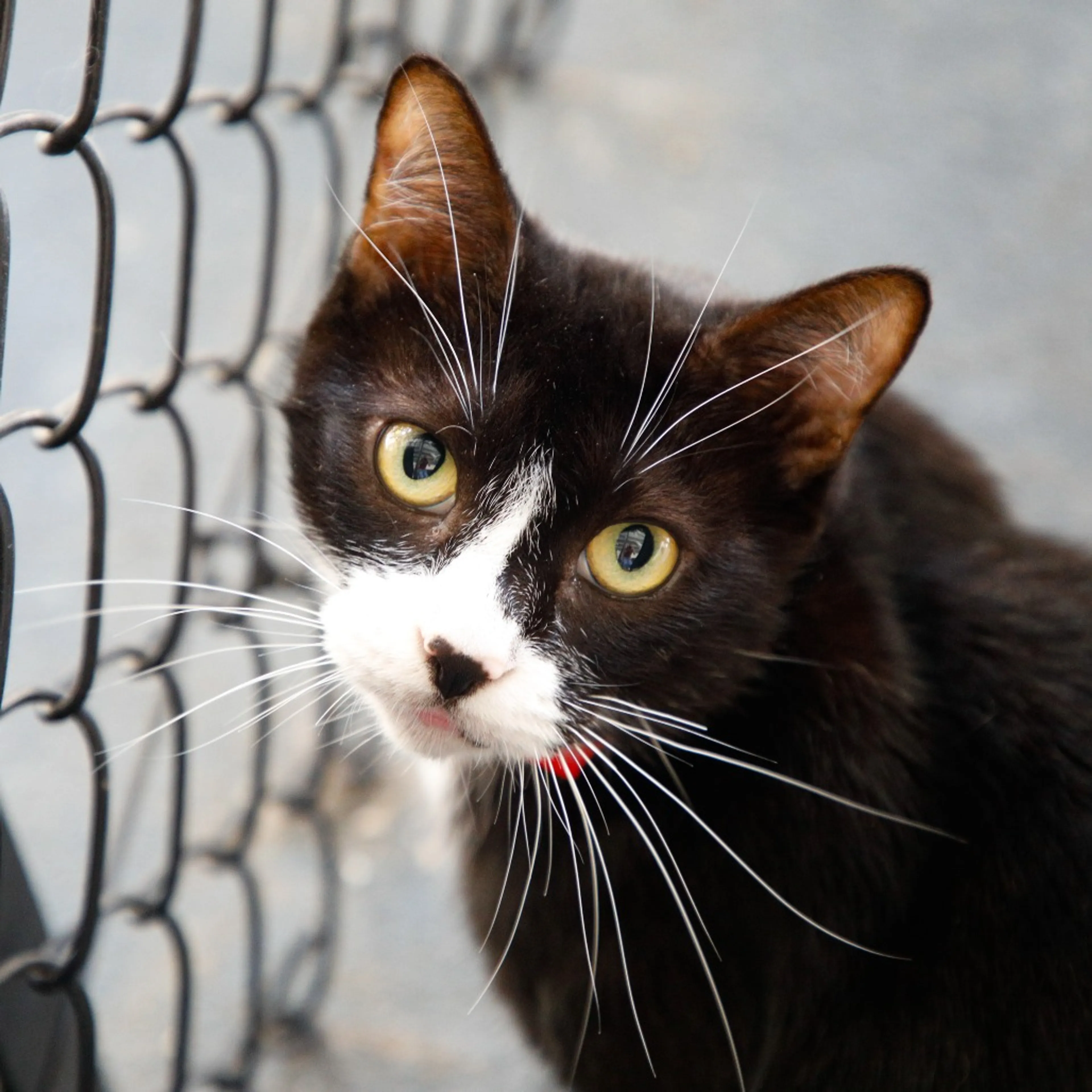 Found pet-4