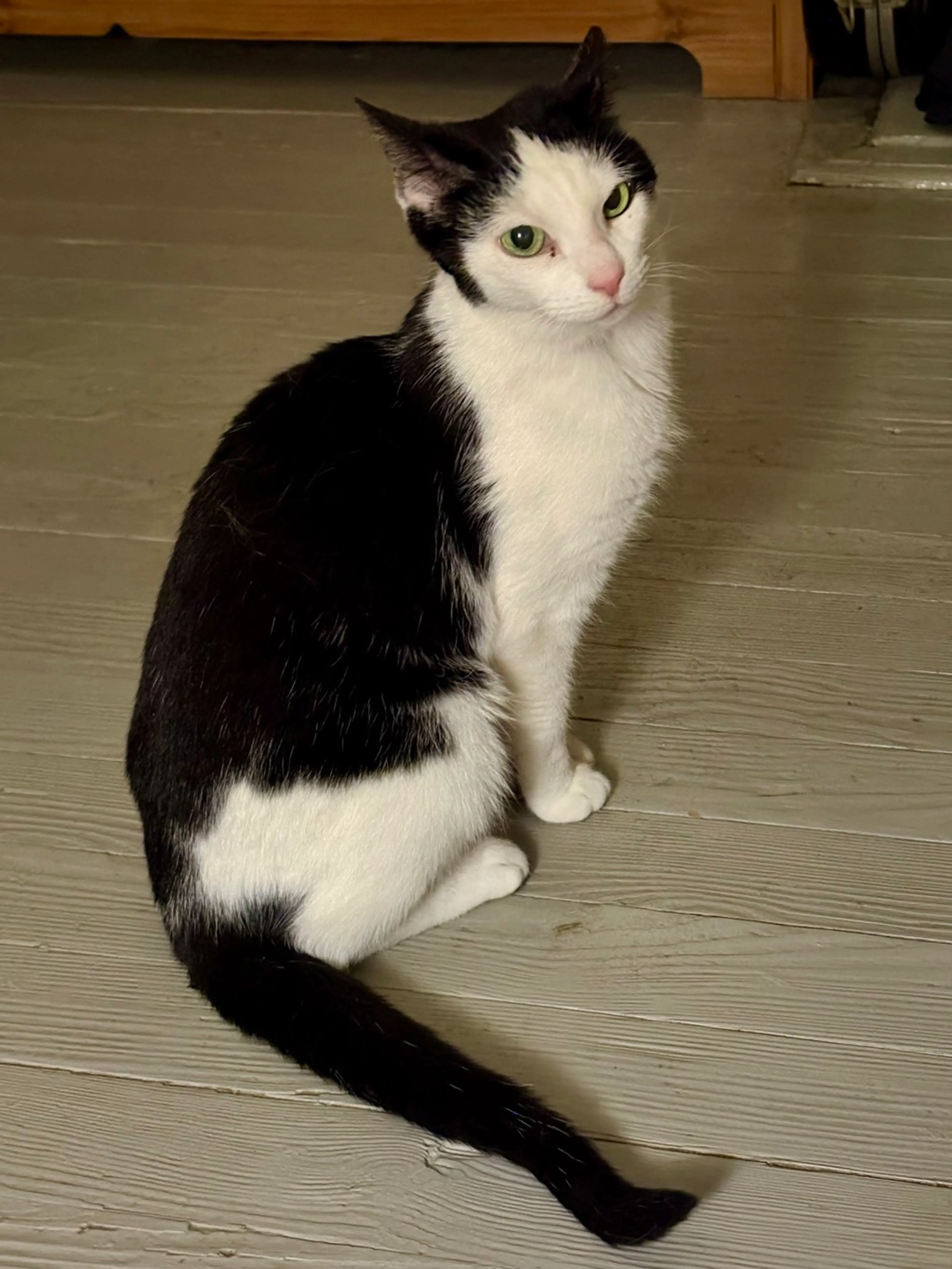Found pet