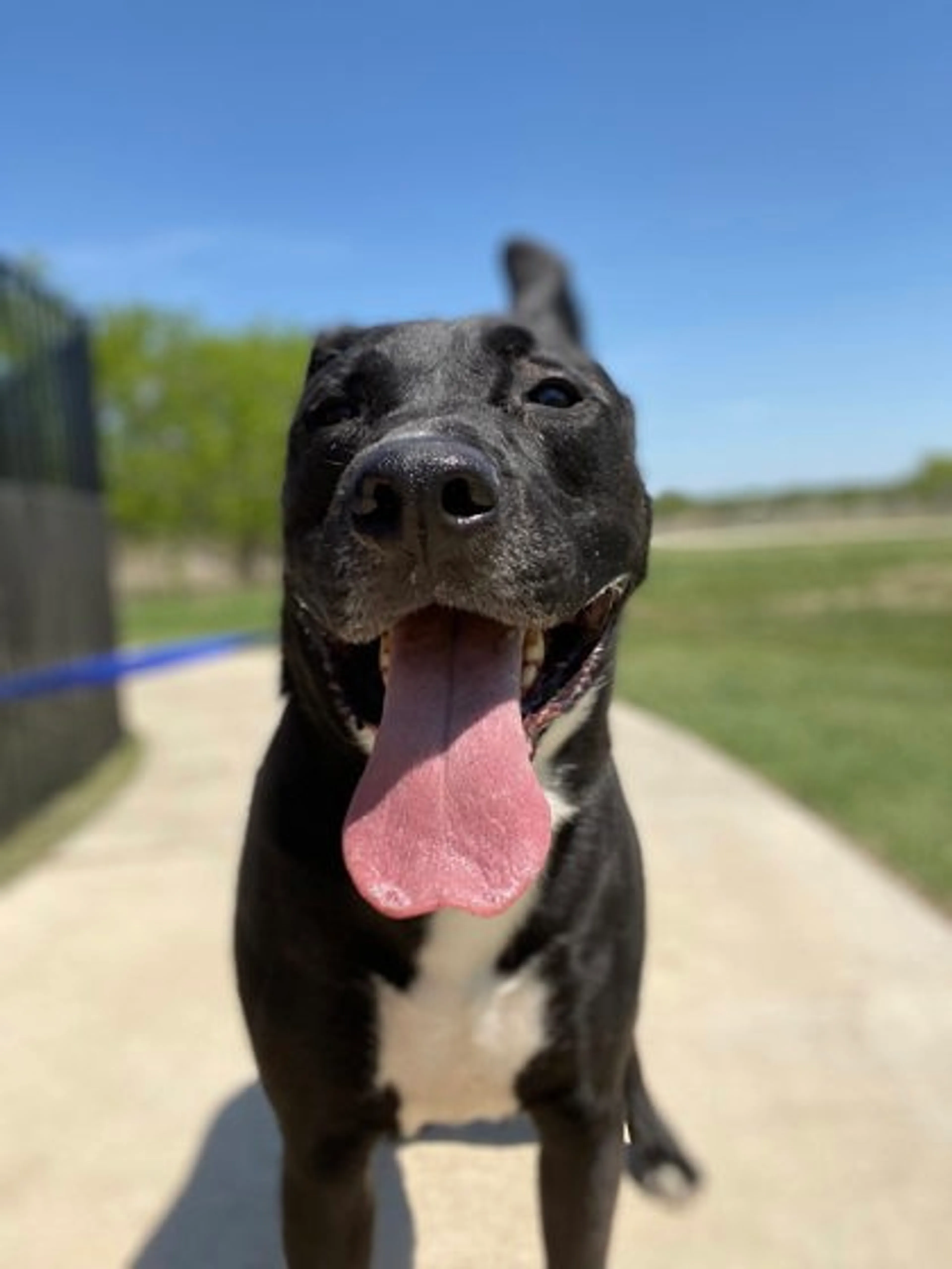 Found pet-1