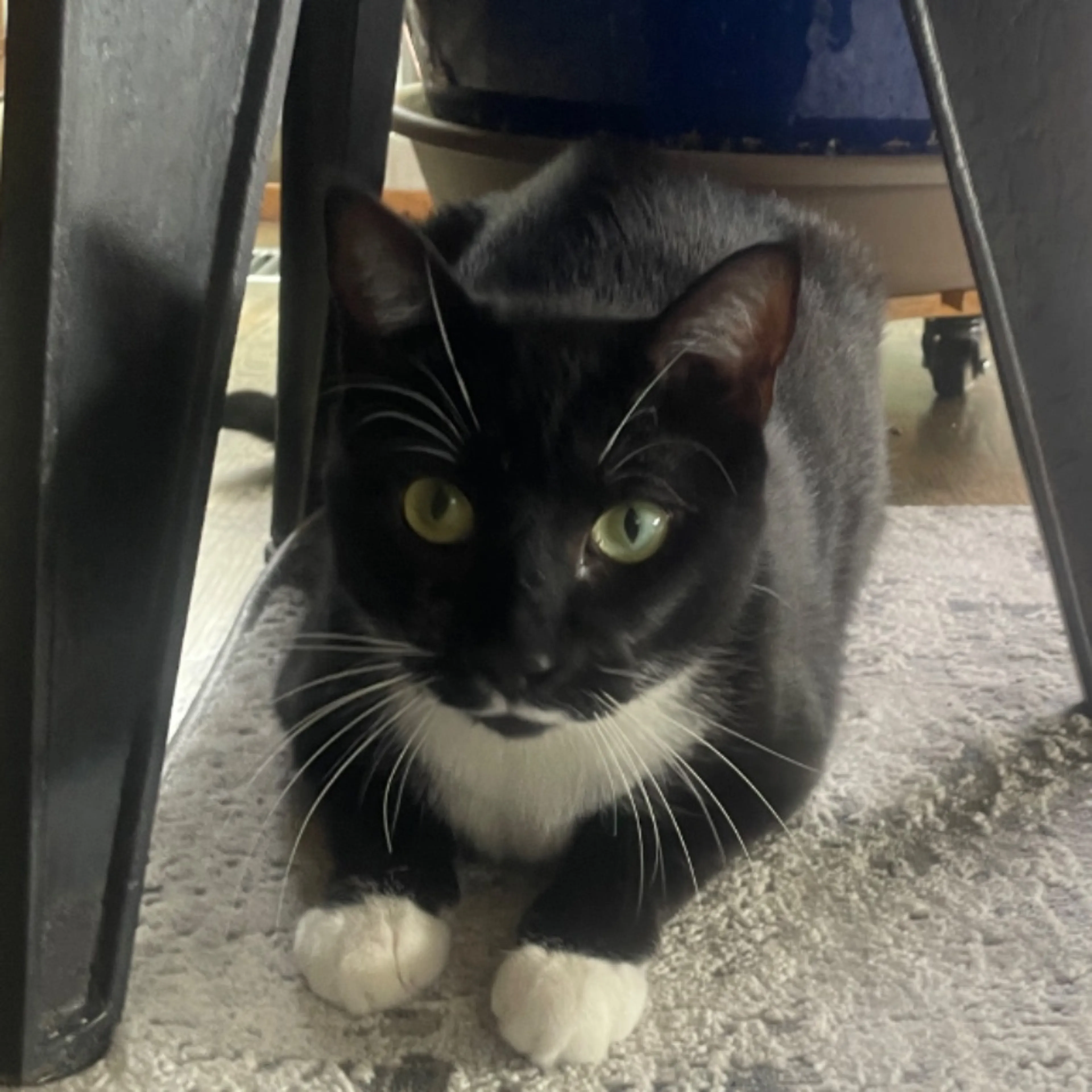 Lost pet