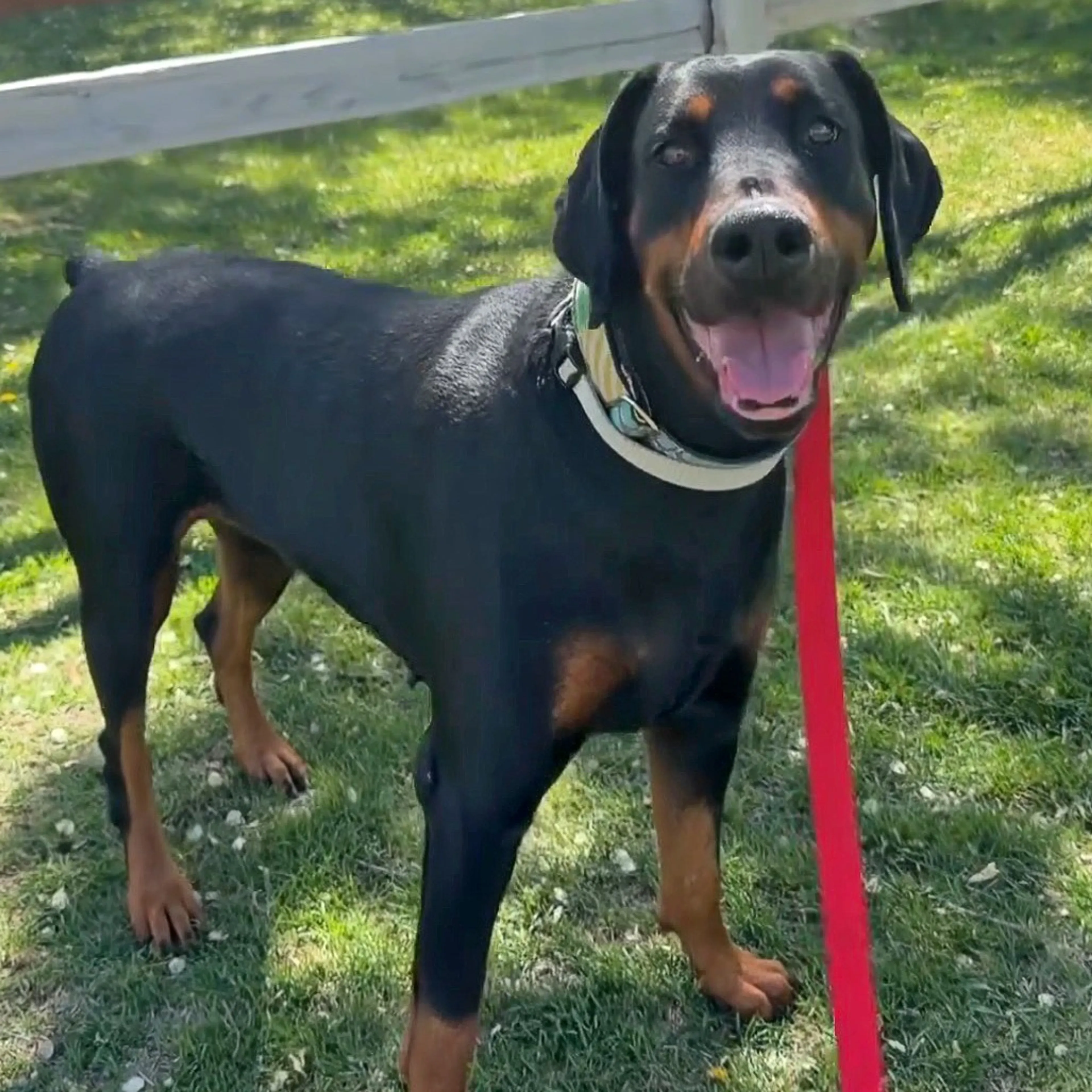 Found pet-5