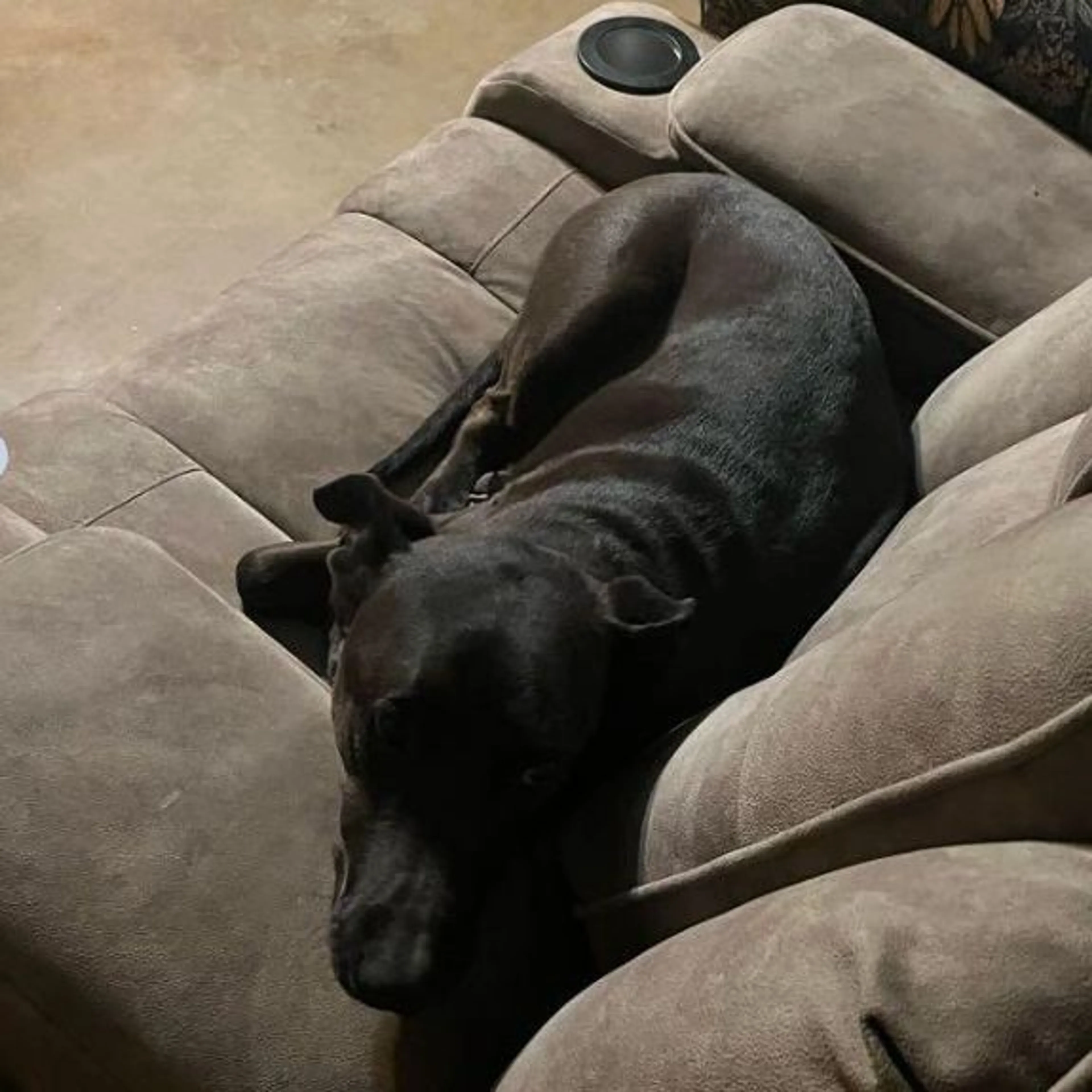 Lost pet