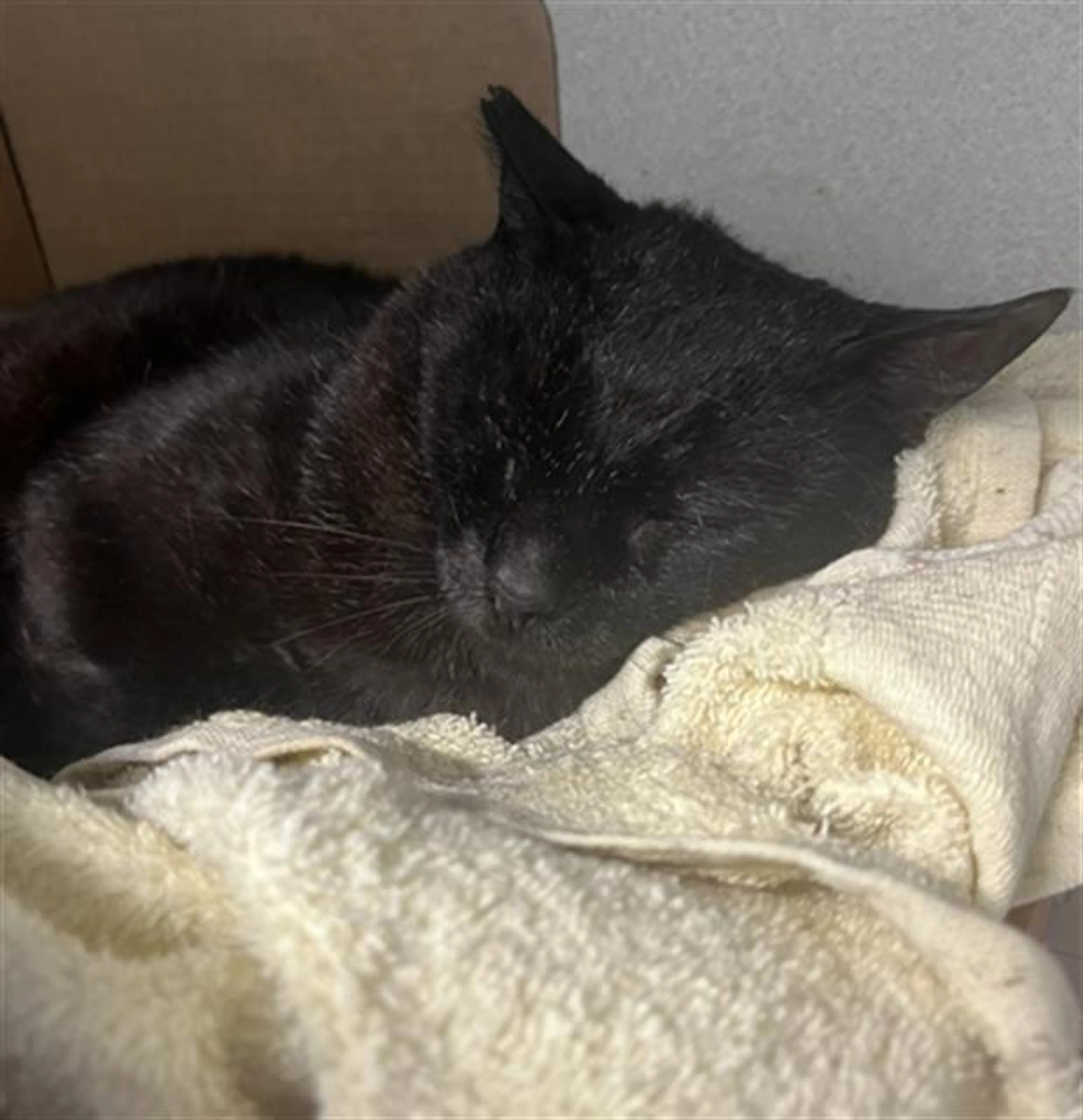 Found pet