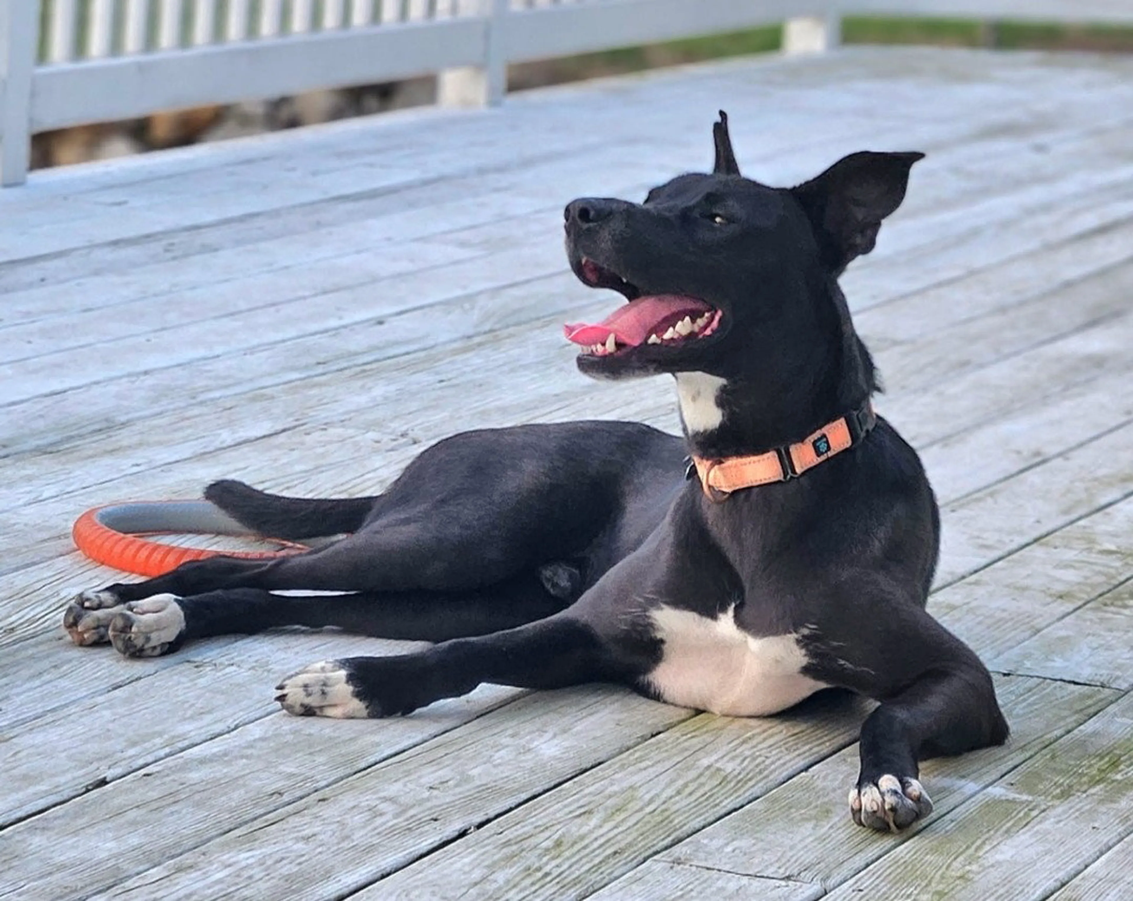 Found pet-3