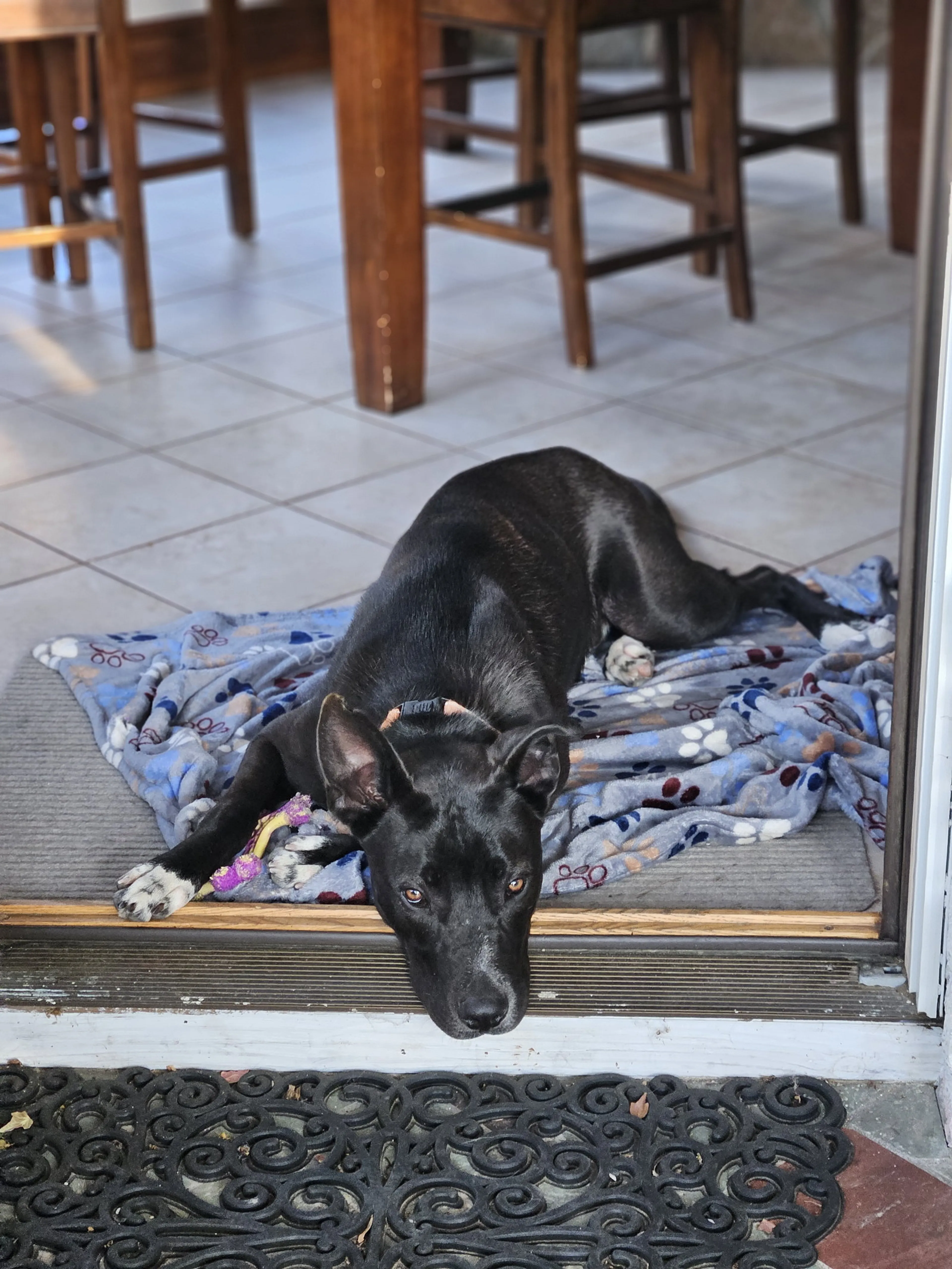 Found pet-5