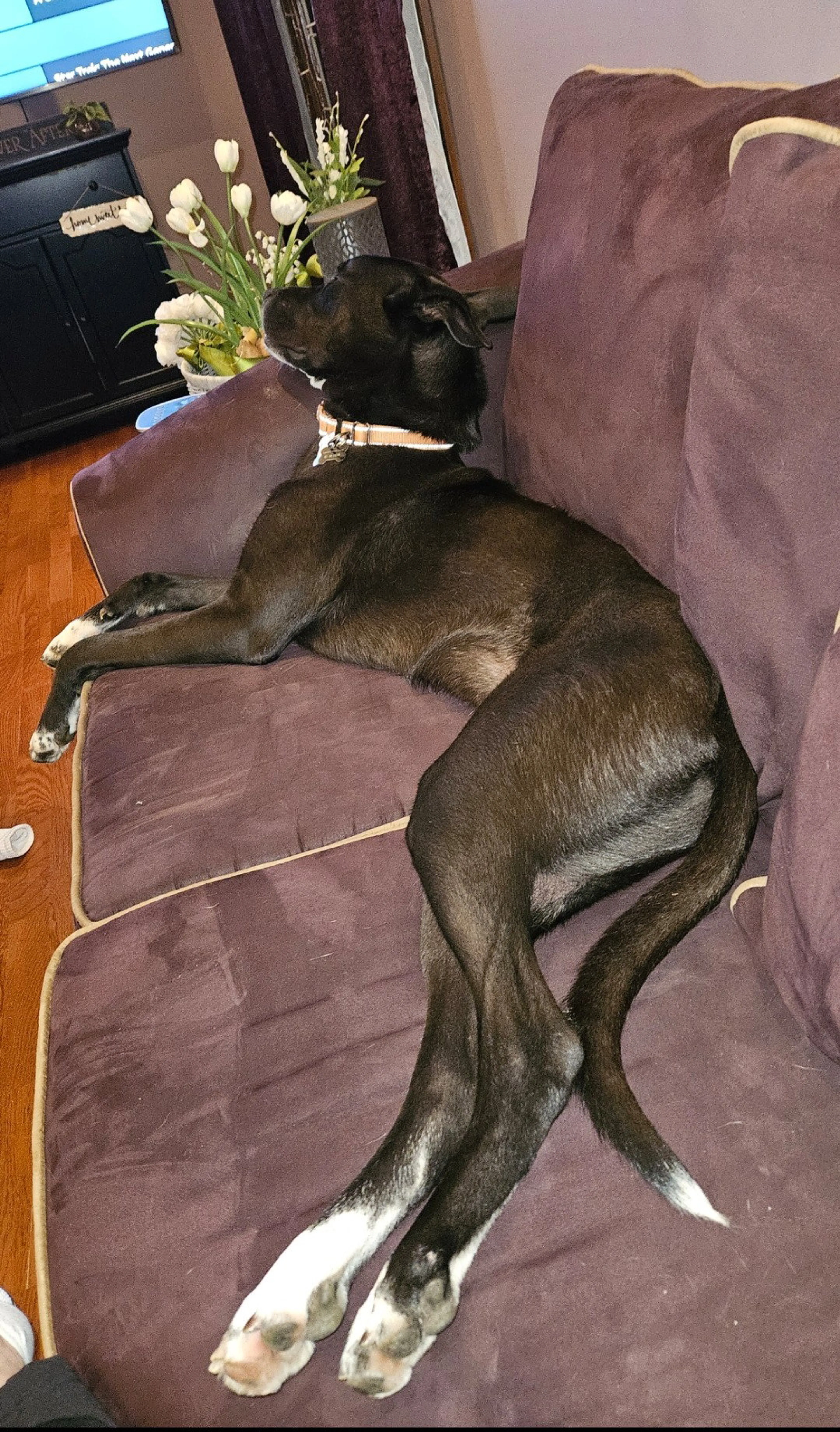 Found pet-2