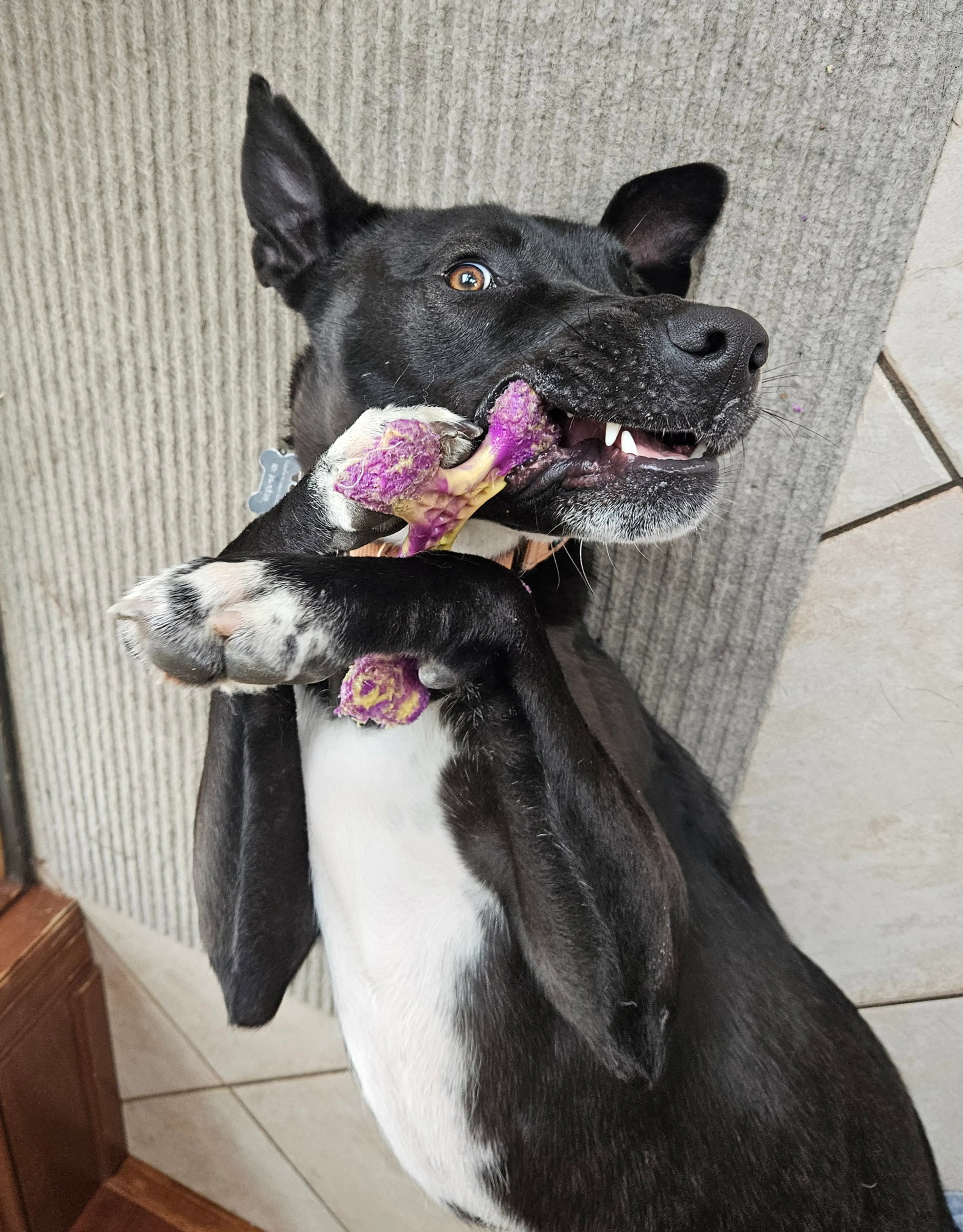 Found pet-6