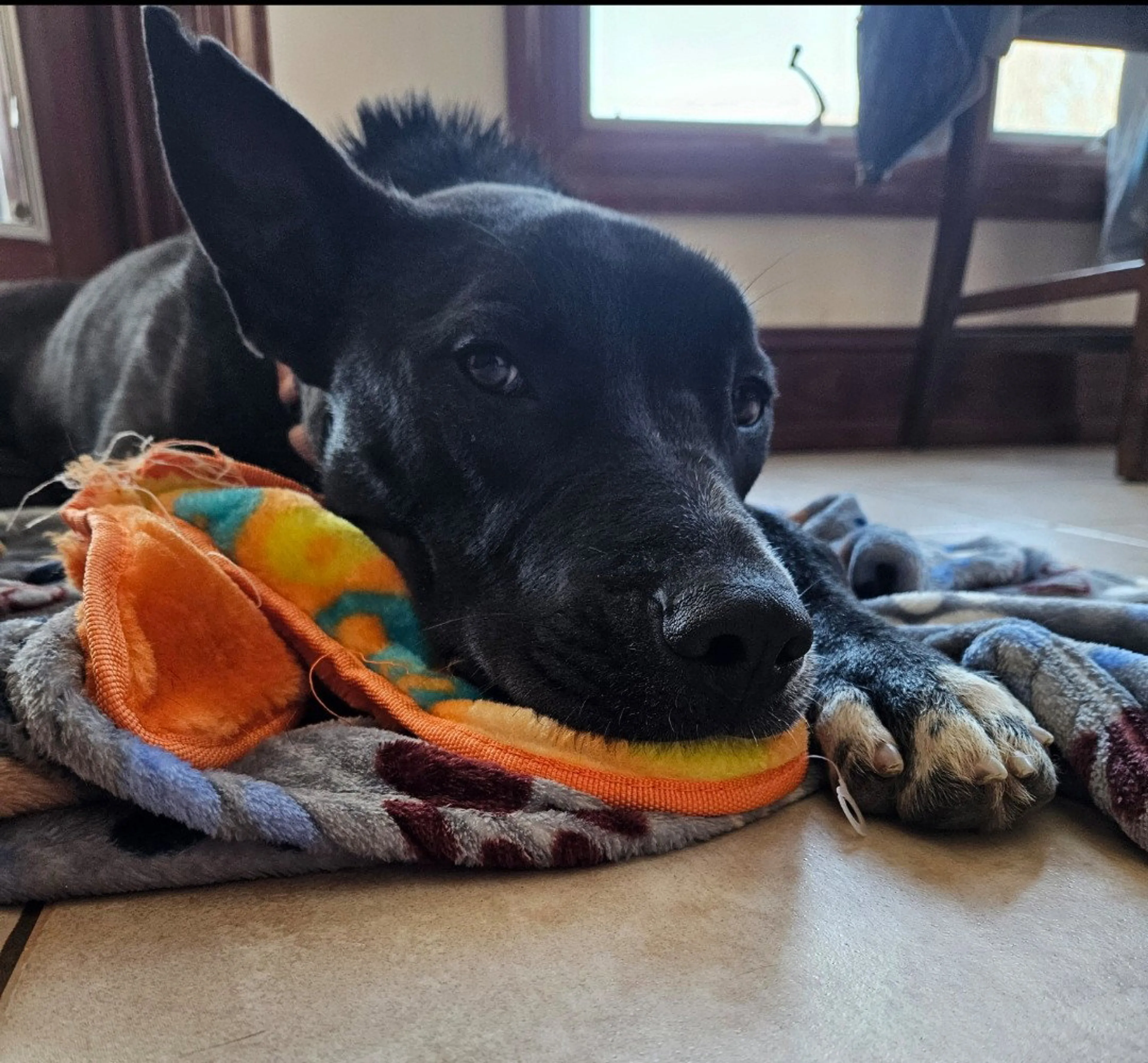 Found pet-13