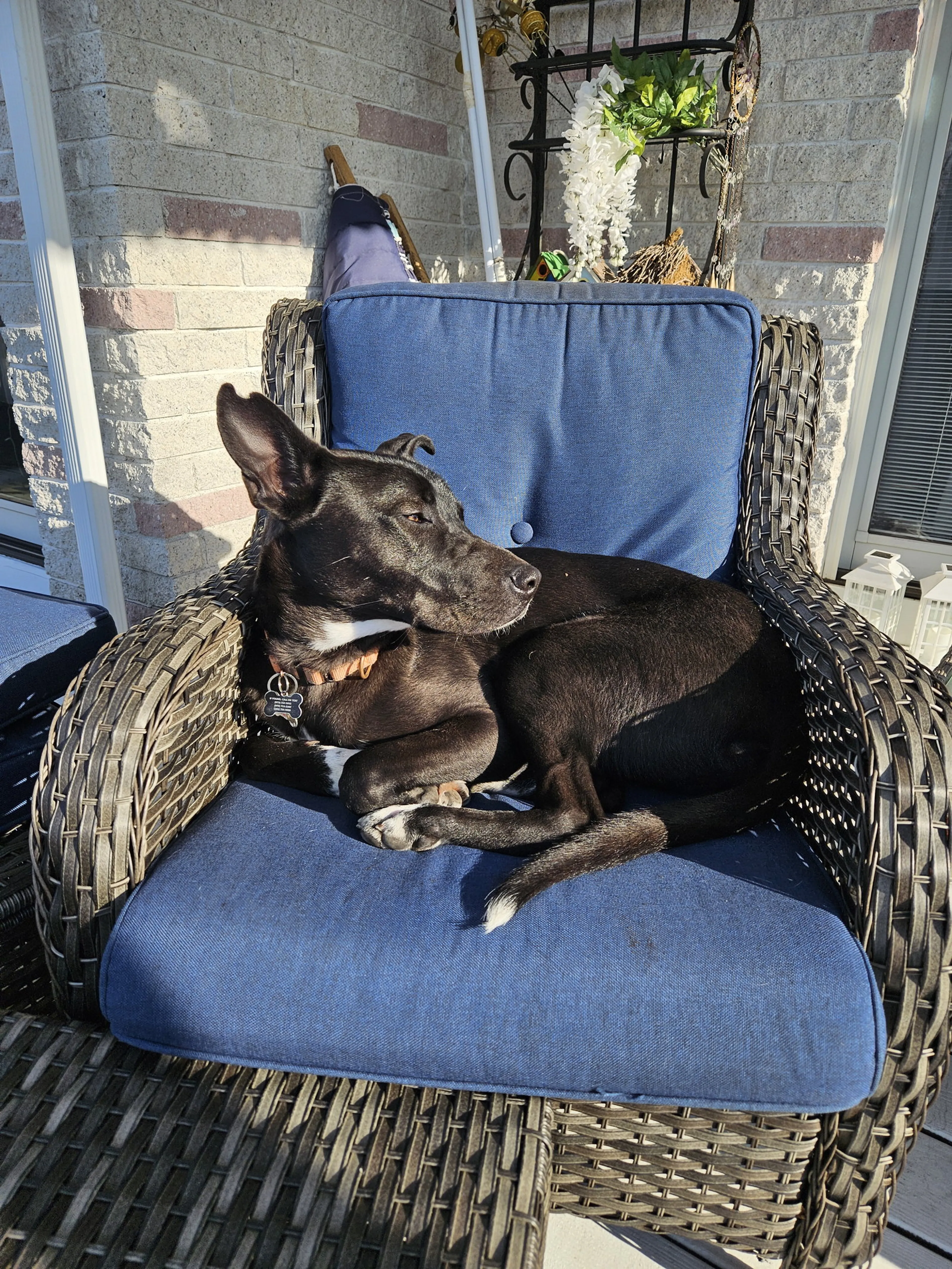 Found pet-7