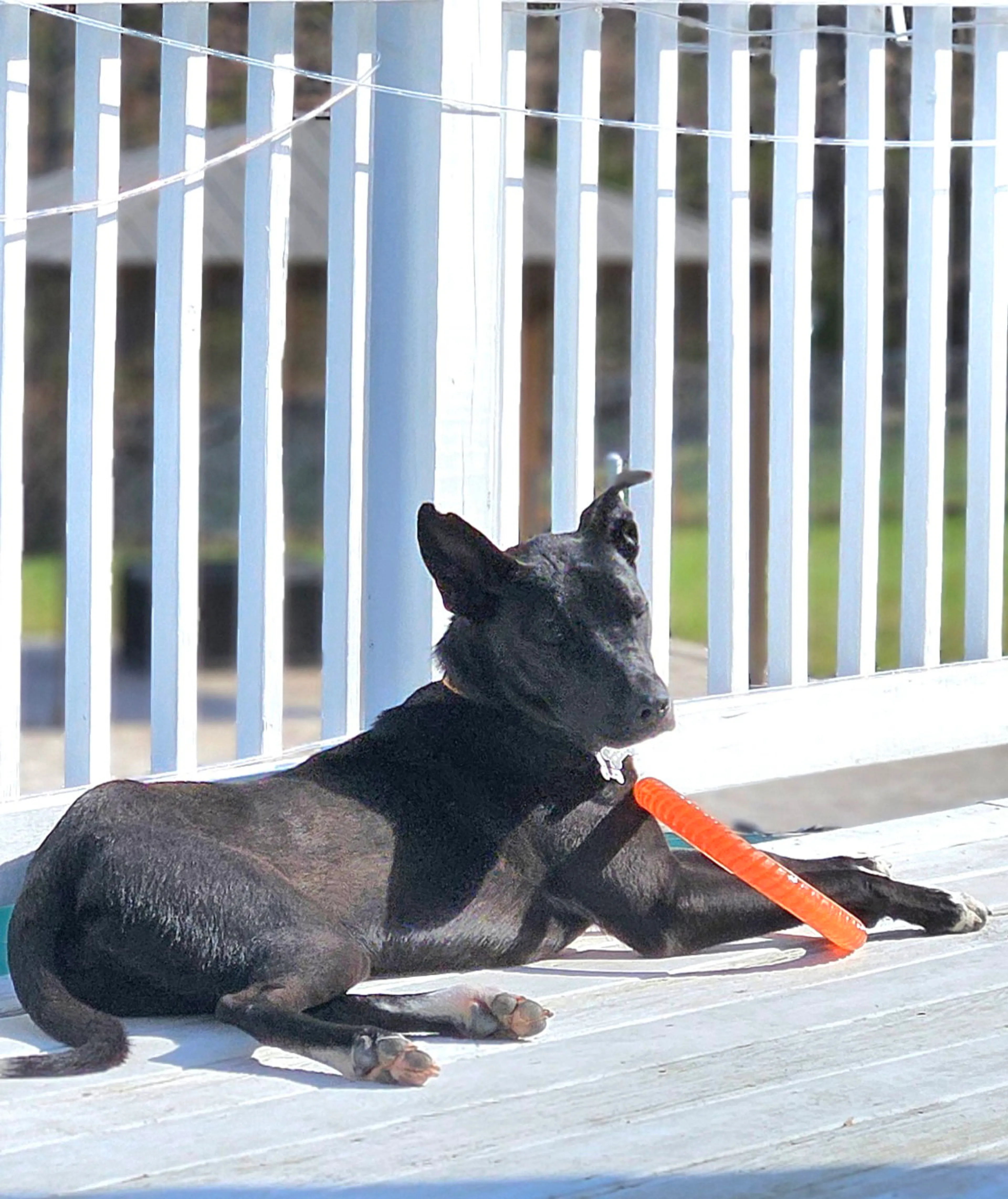 Found pet-4