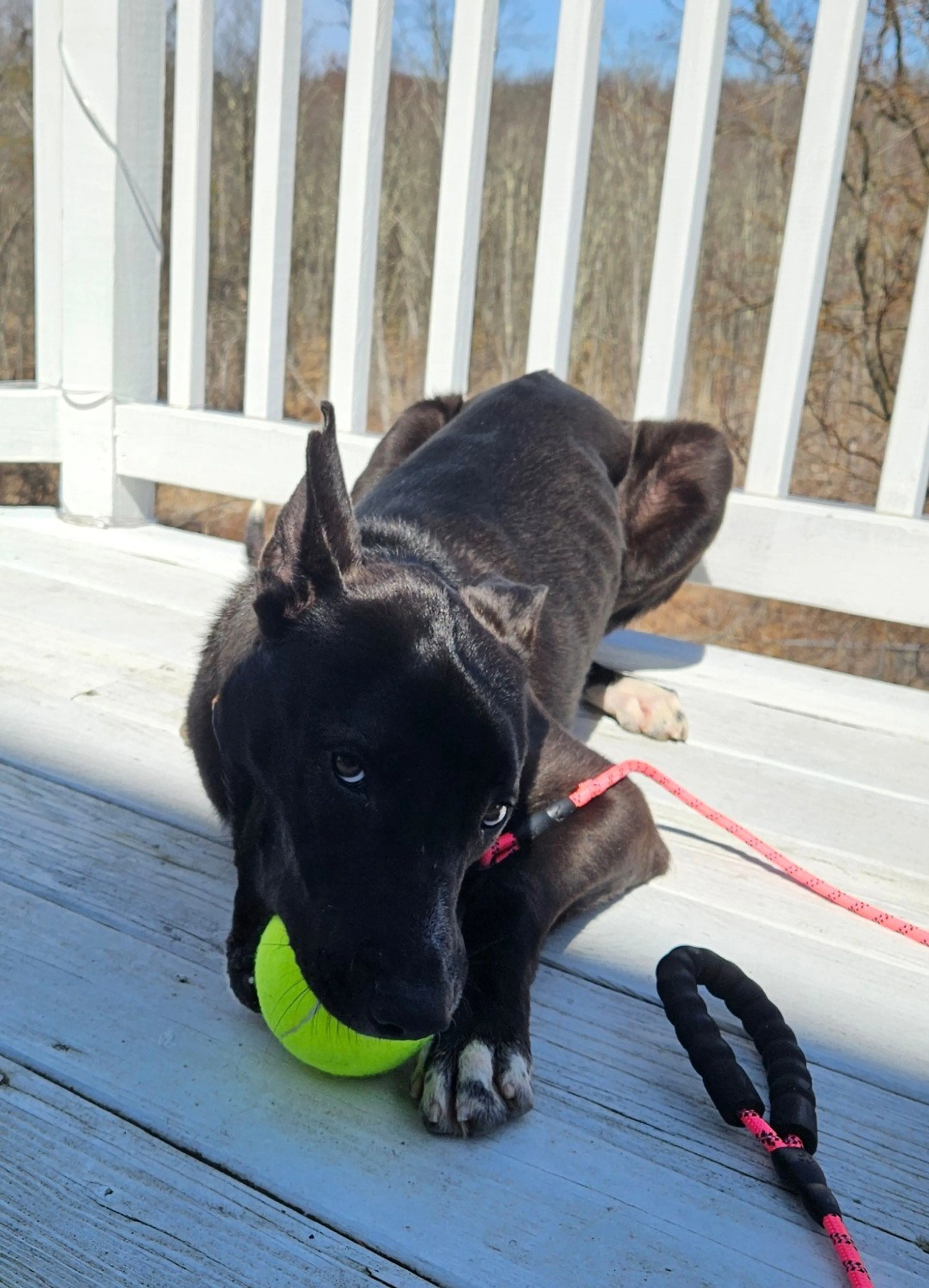 Found pet-8
