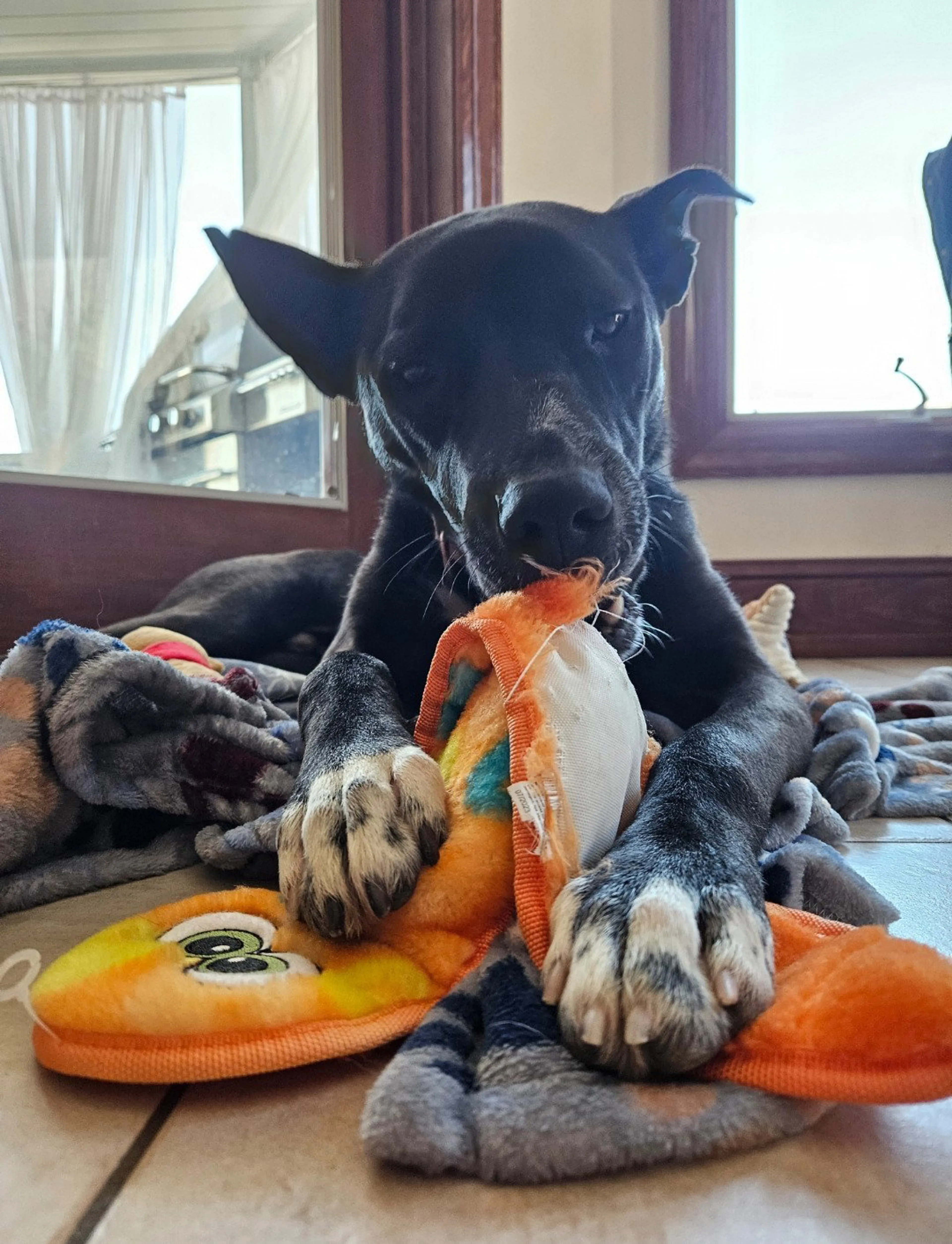 Found pet-11
