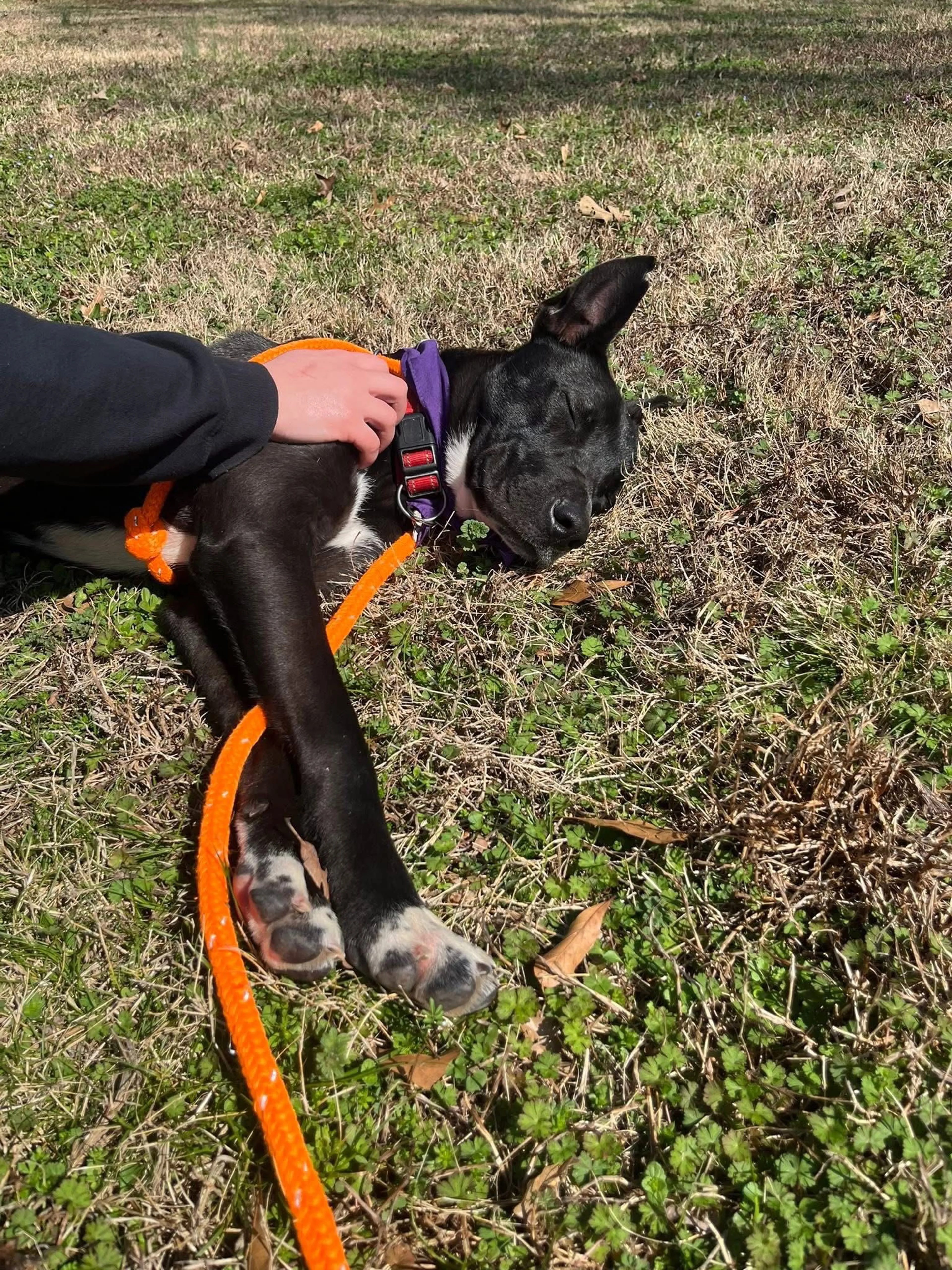 Found pet-15