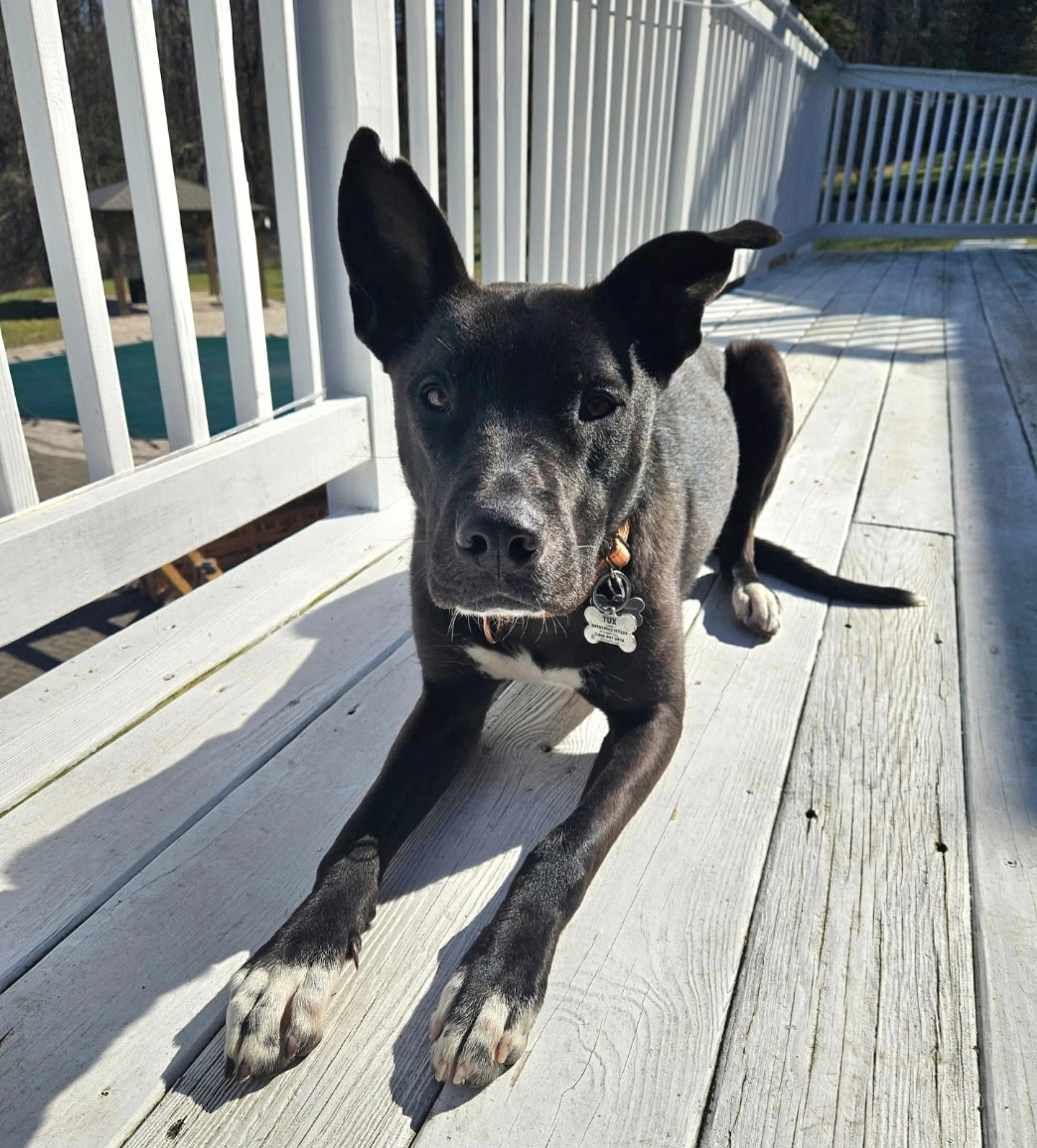 Found pet-9