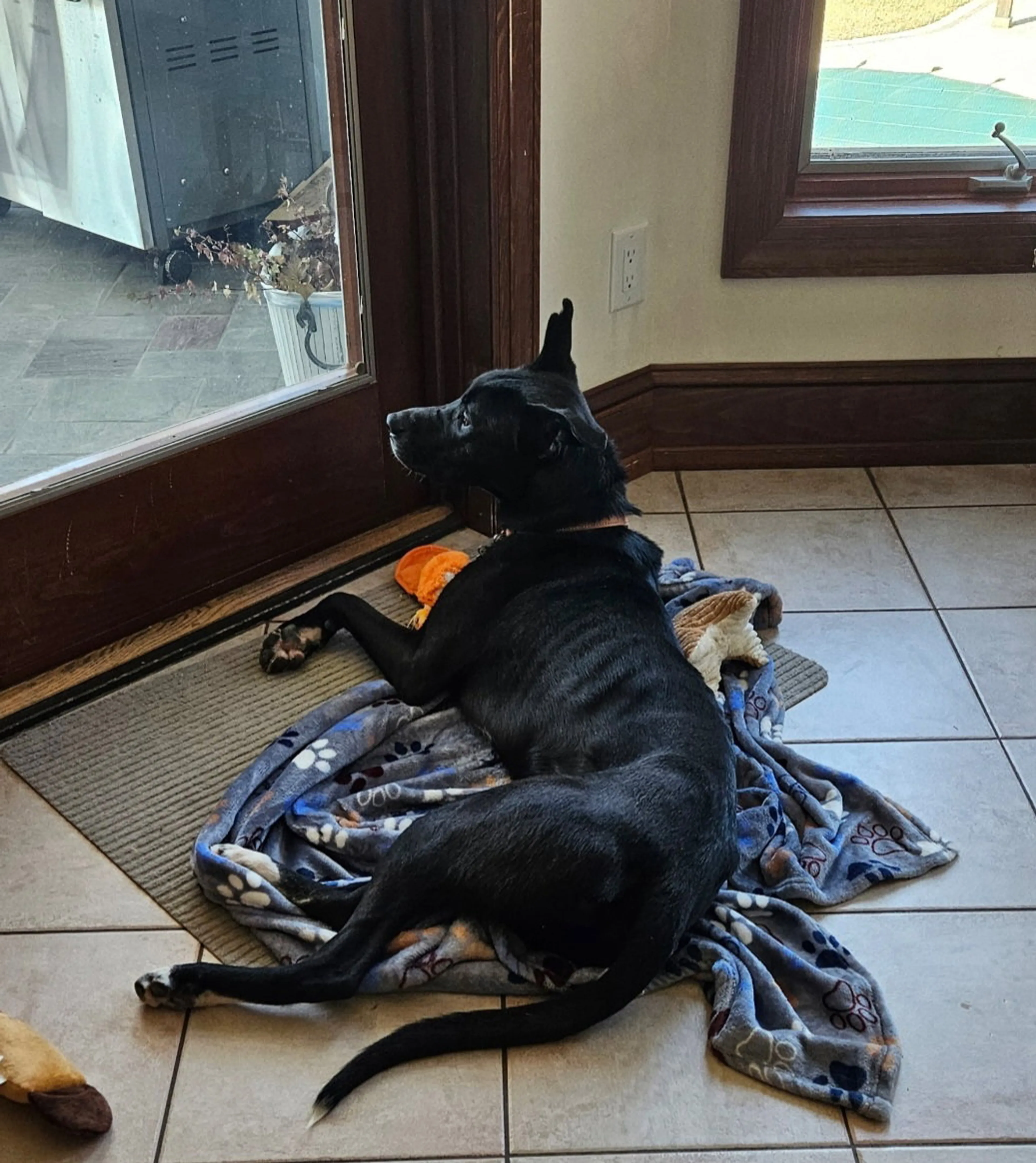 Found pet-12