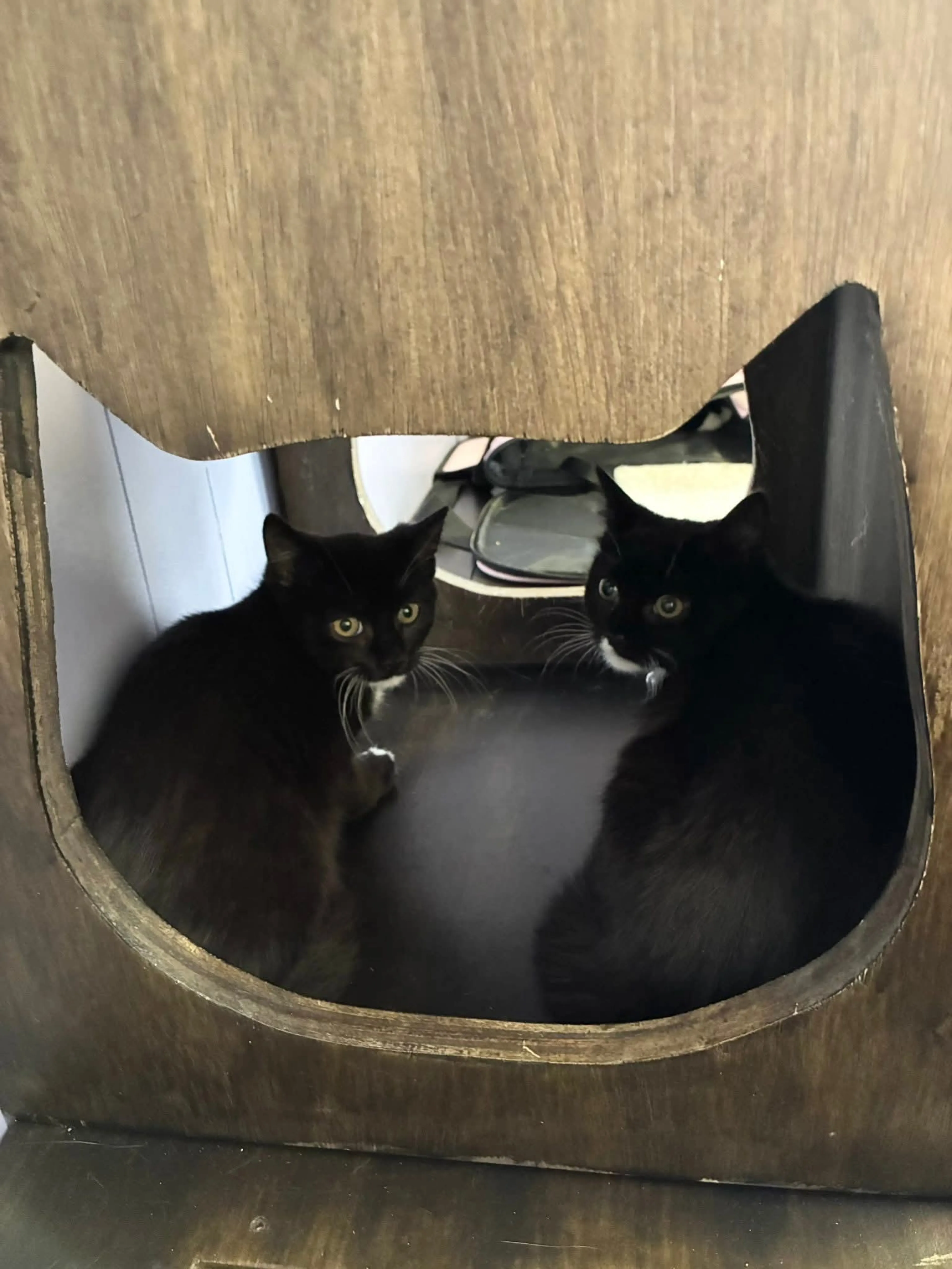Found pet-1