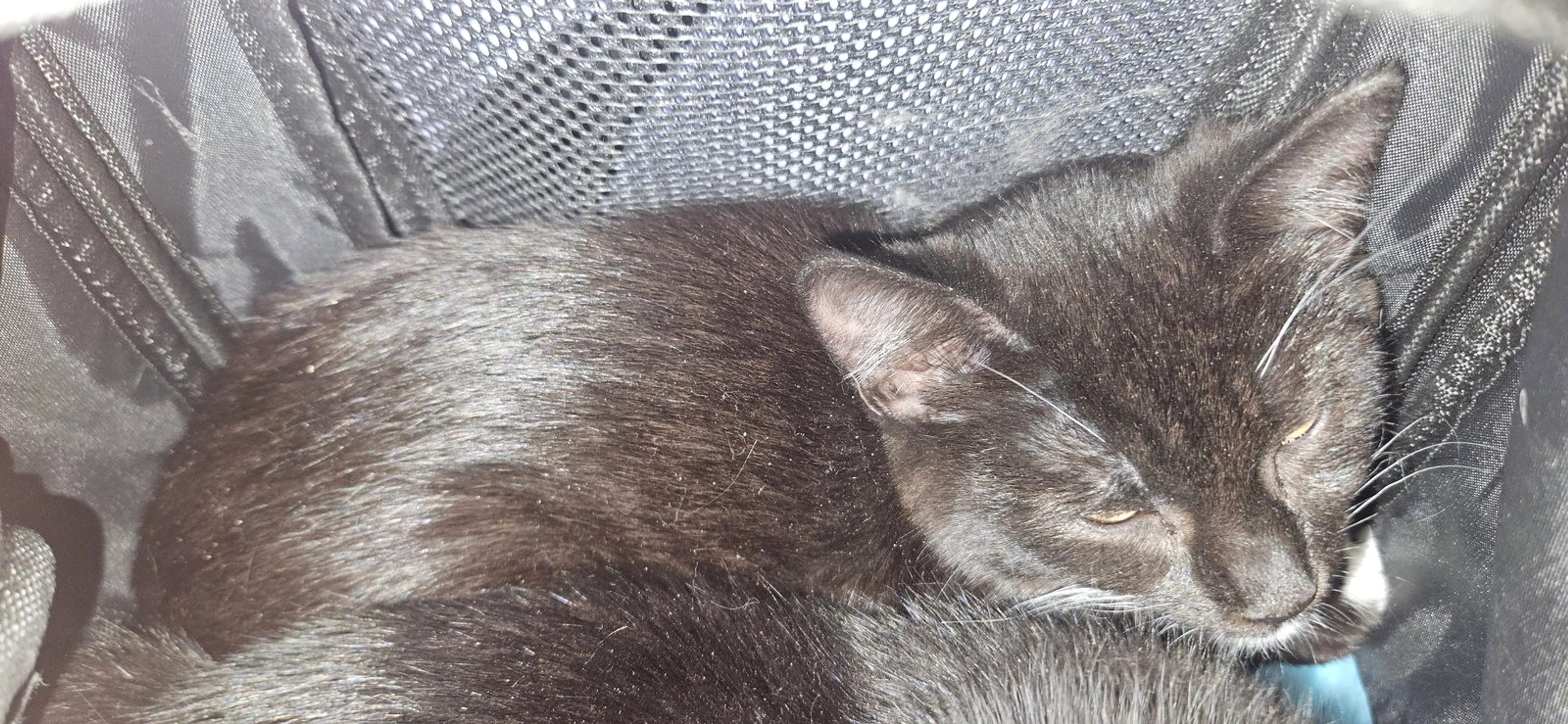 Found pet-2