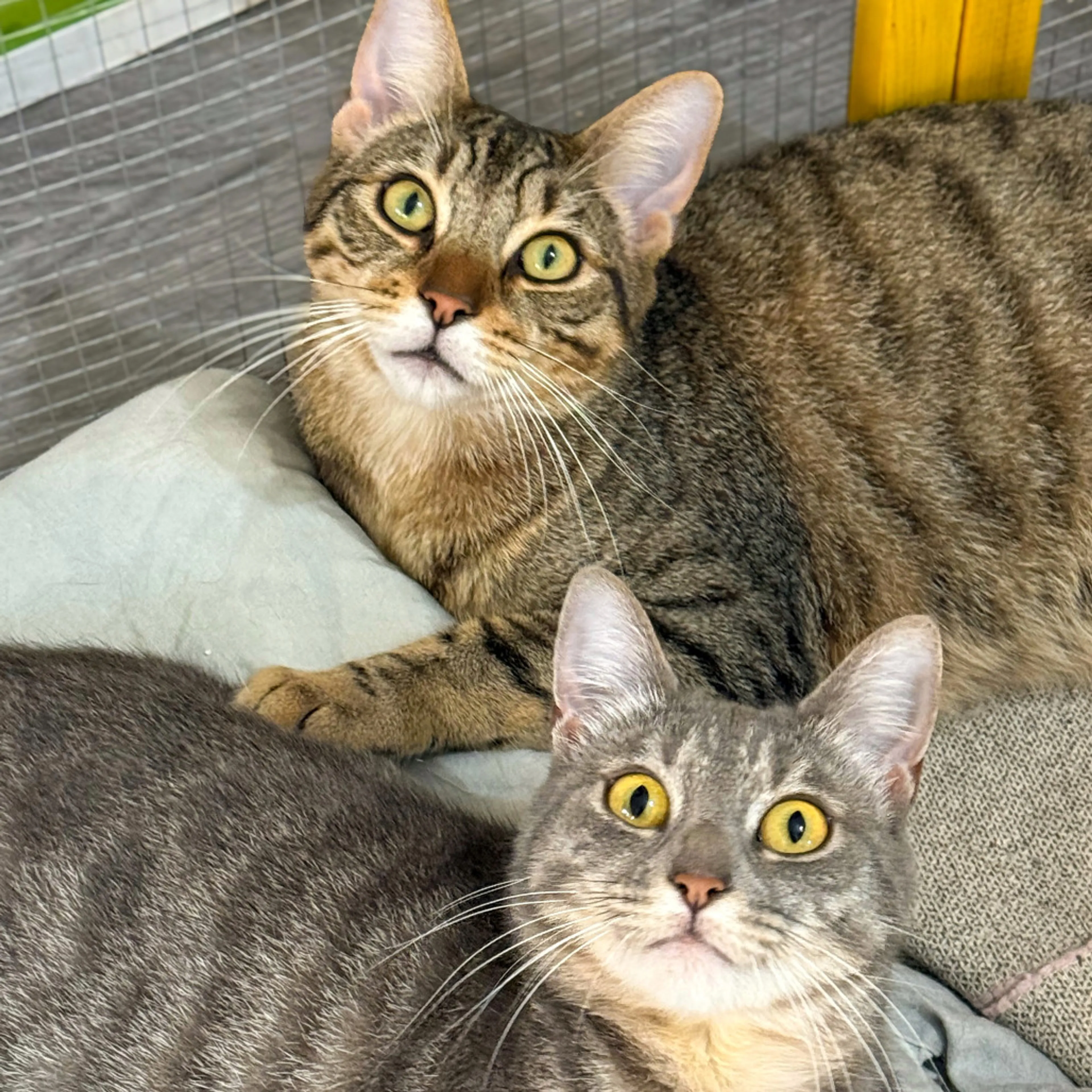 Found pet-3
