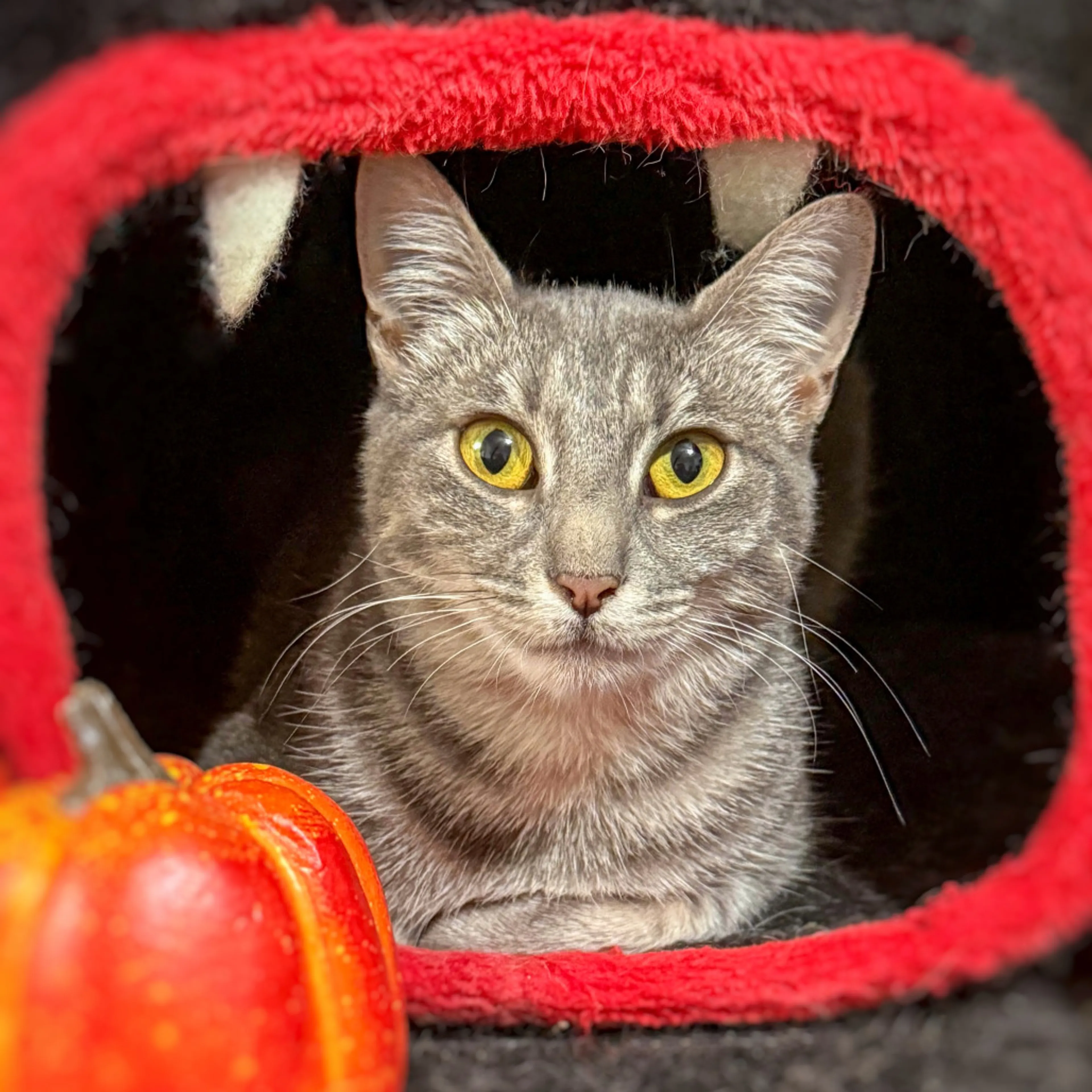 Found pet-2