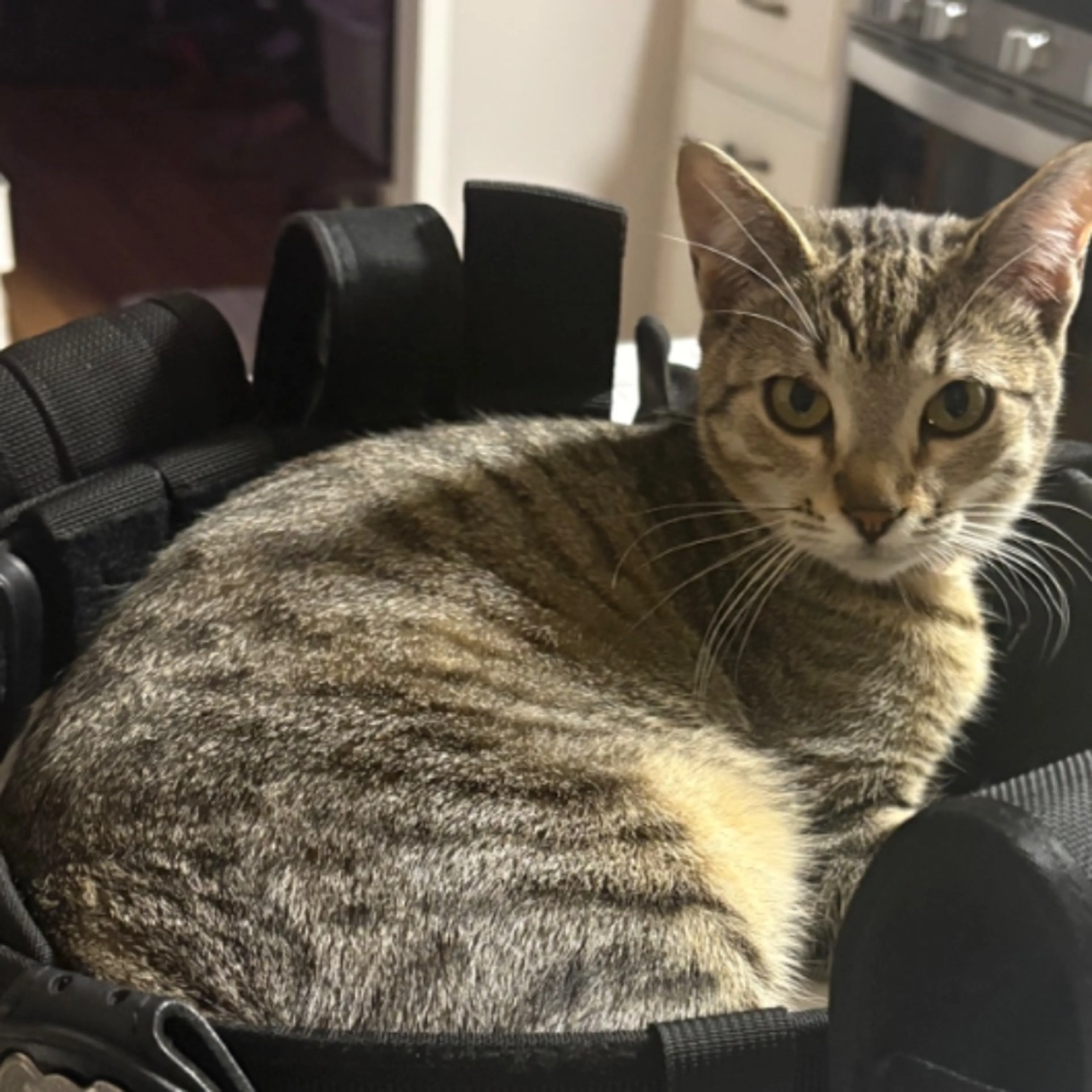 Lost pet-0